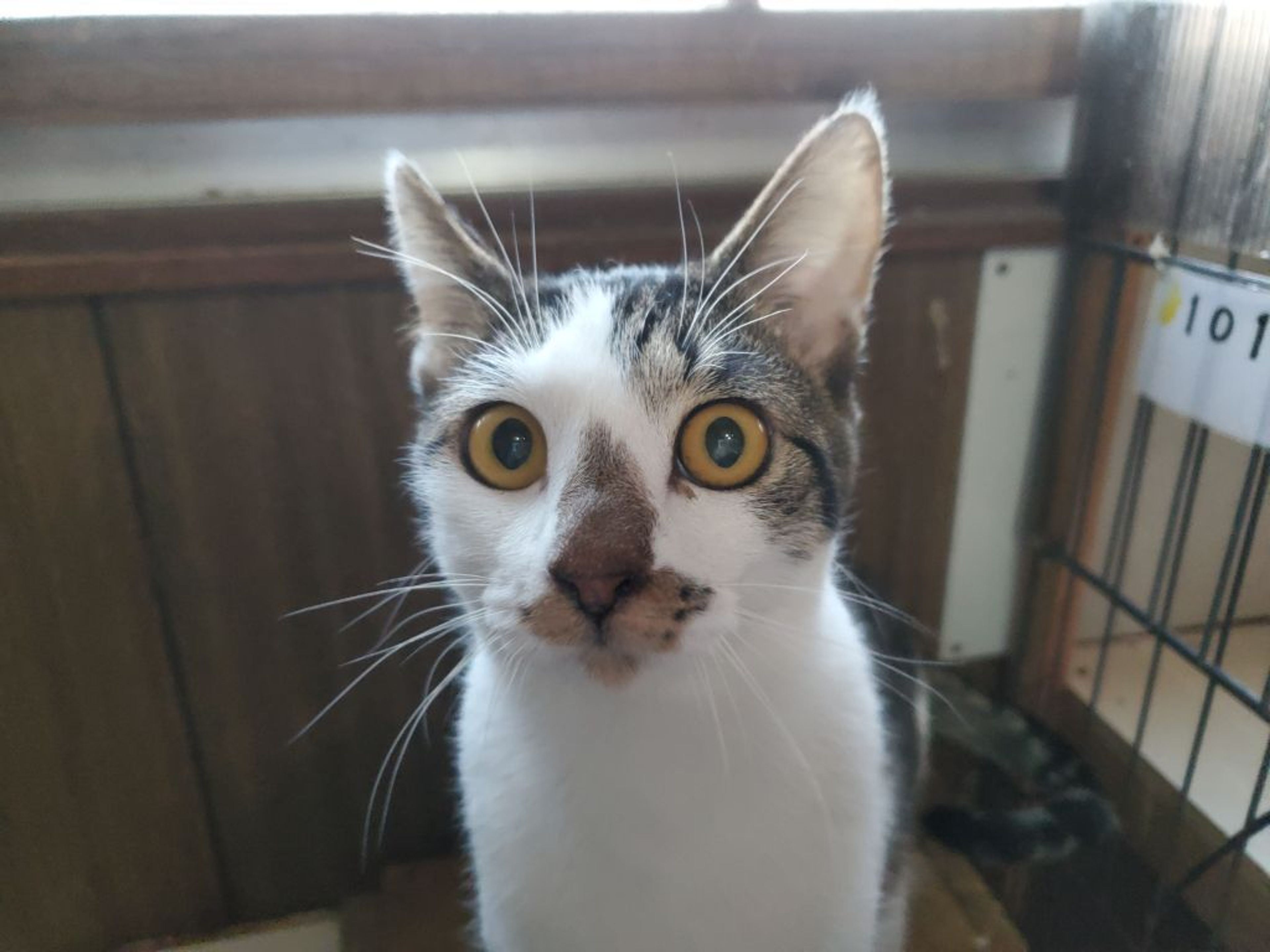 雑種（ミックス猫）・オスの里親募集の写真