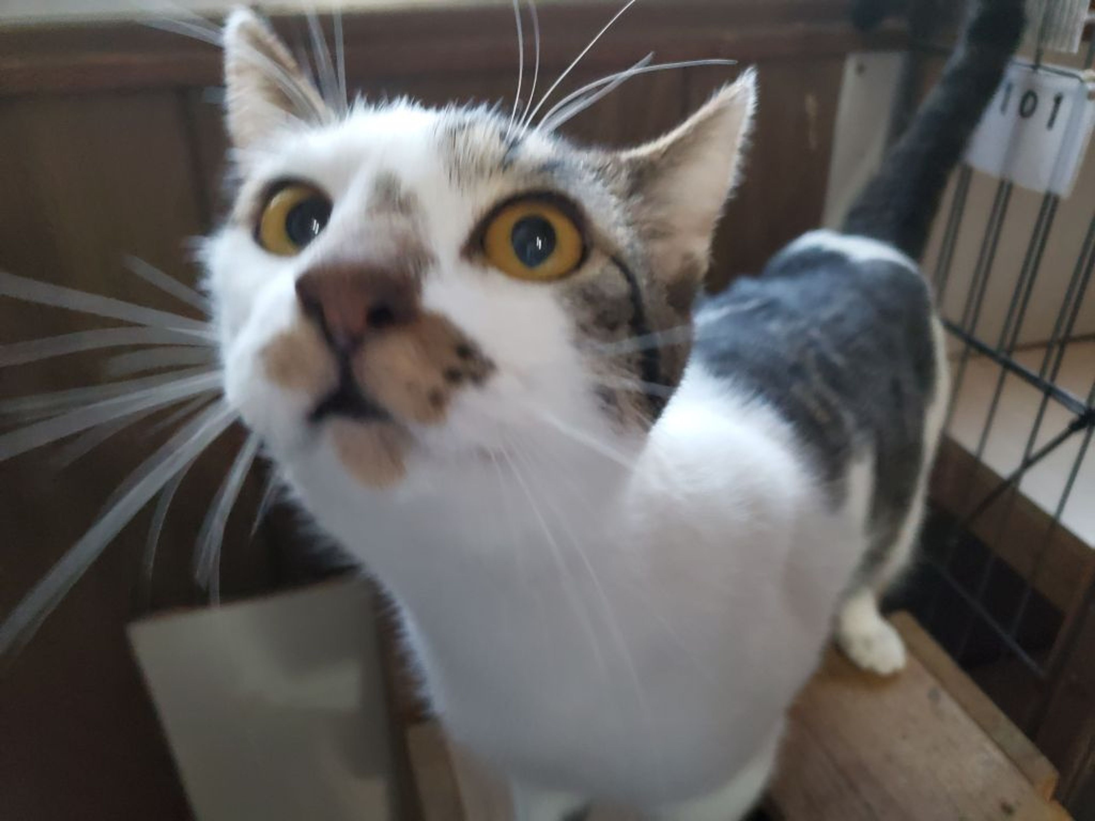 pet-image-3