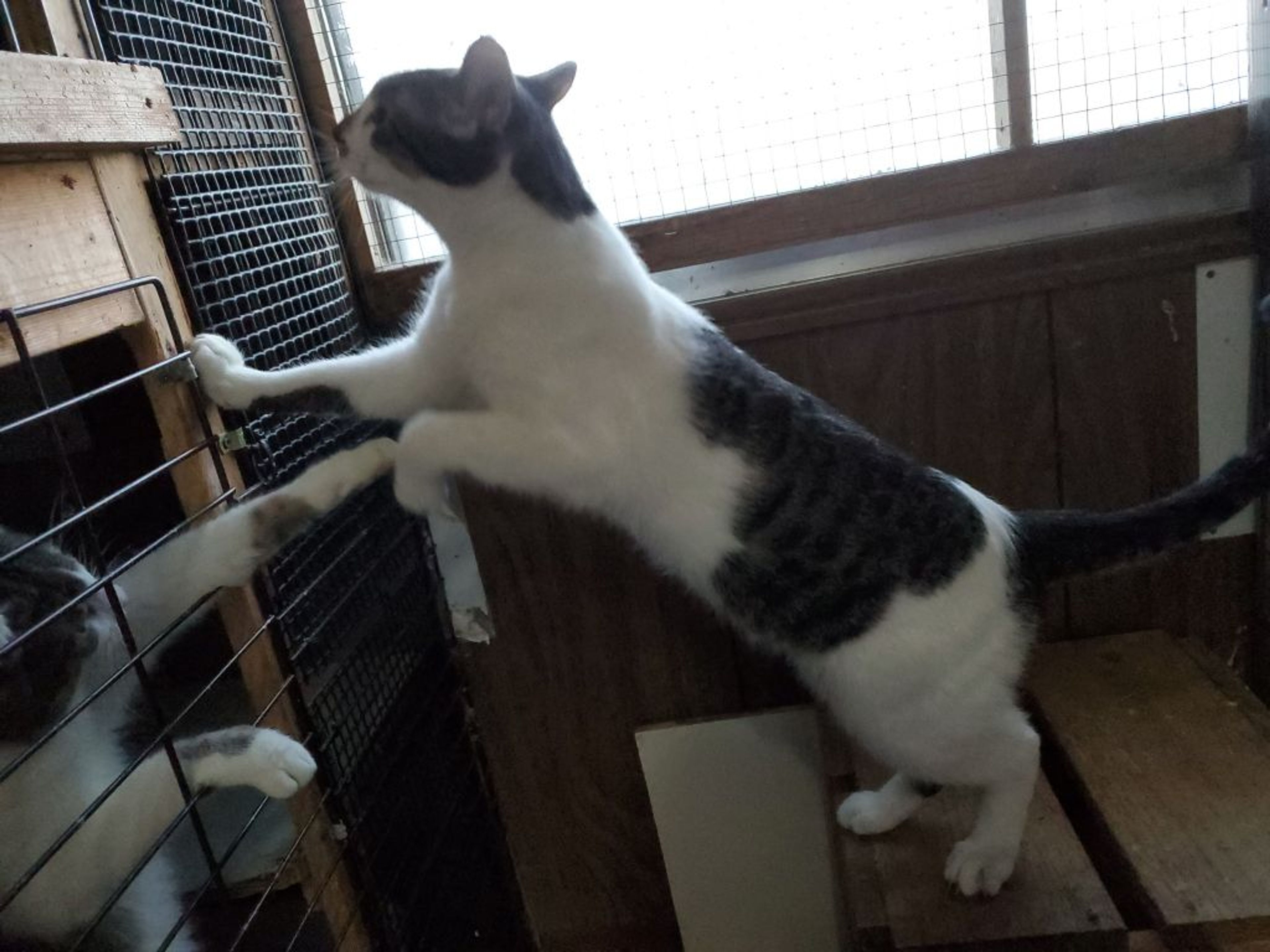 pet-image-4