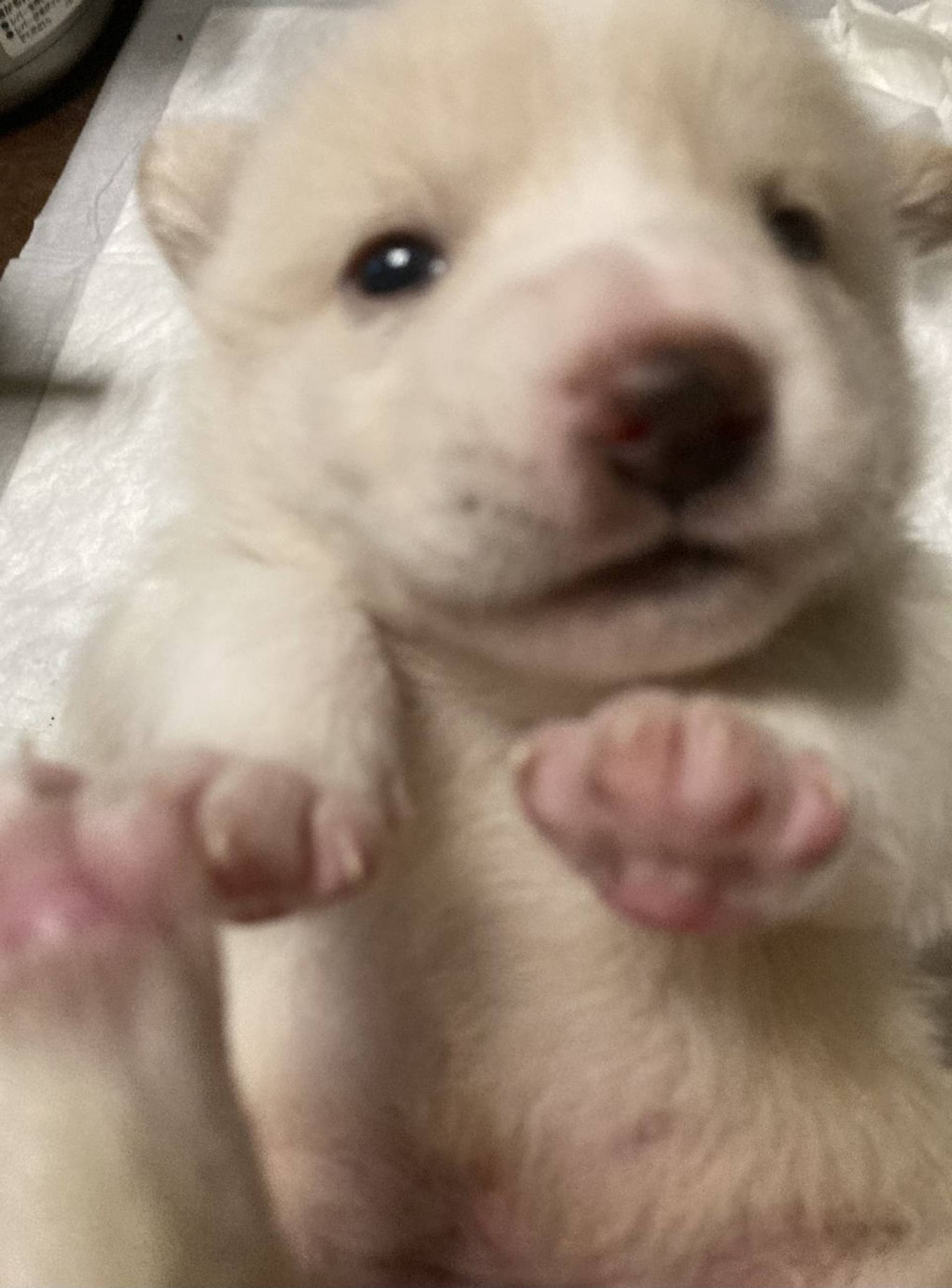 雑種（ミックス犬）・オスの里親募集の写真
