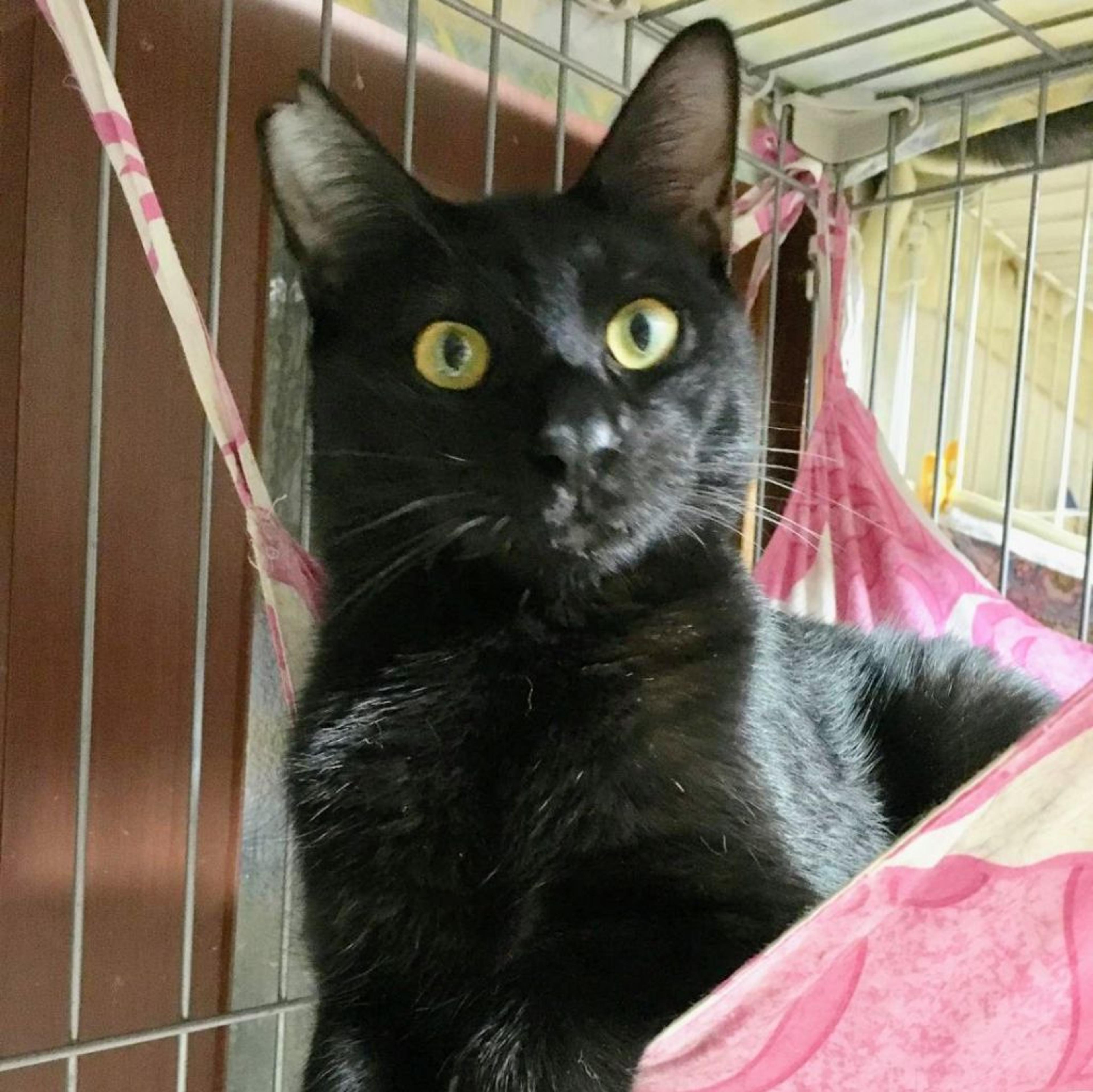 pet-image-3