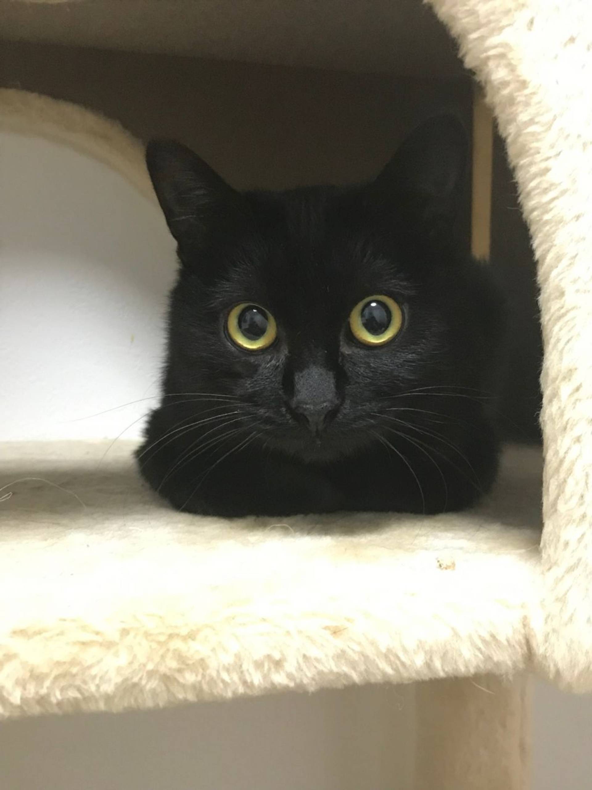 雑種（ミックス猫）・メスの里親募集の写真