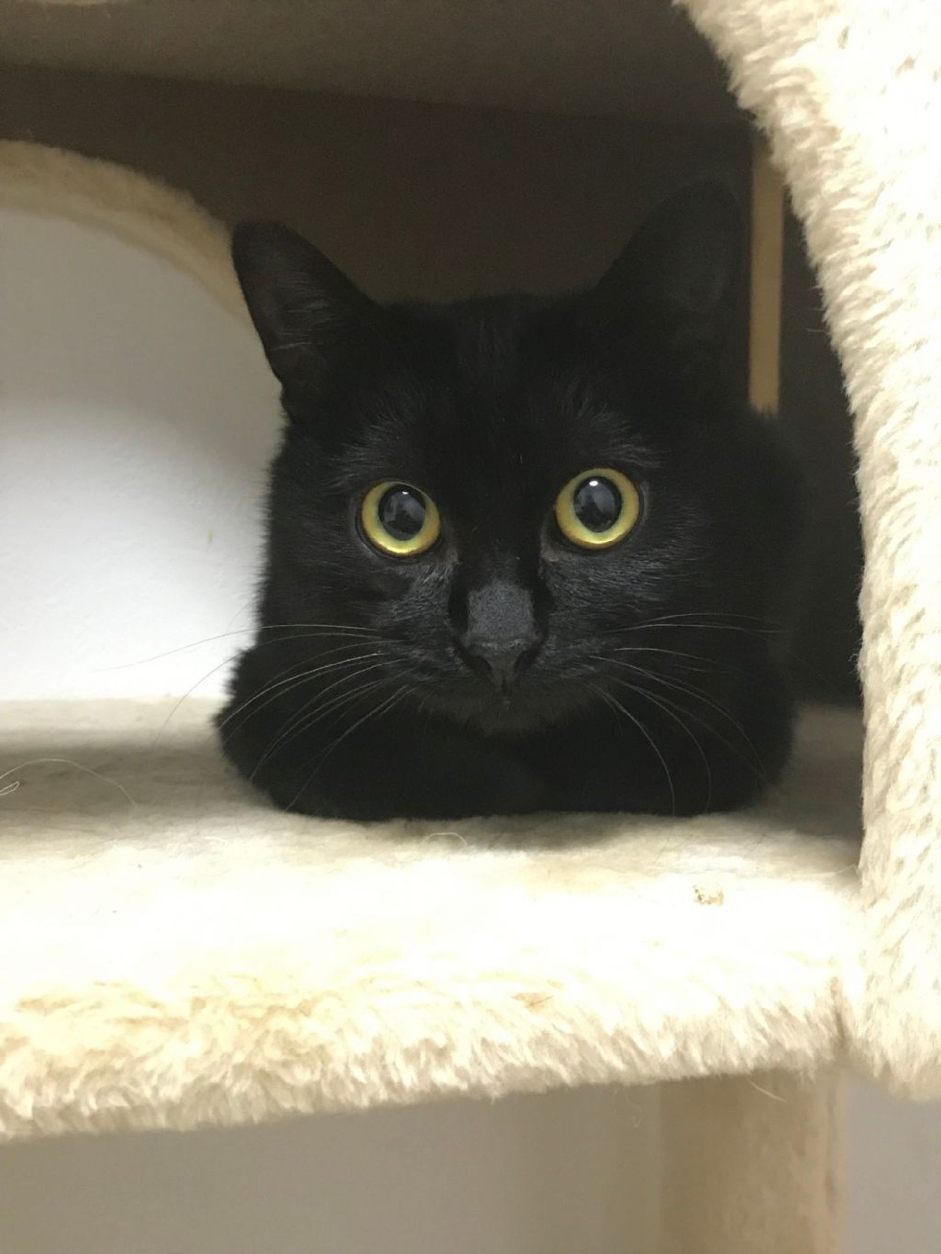 雑種（ミックス猫）・メスの里親募集の写真