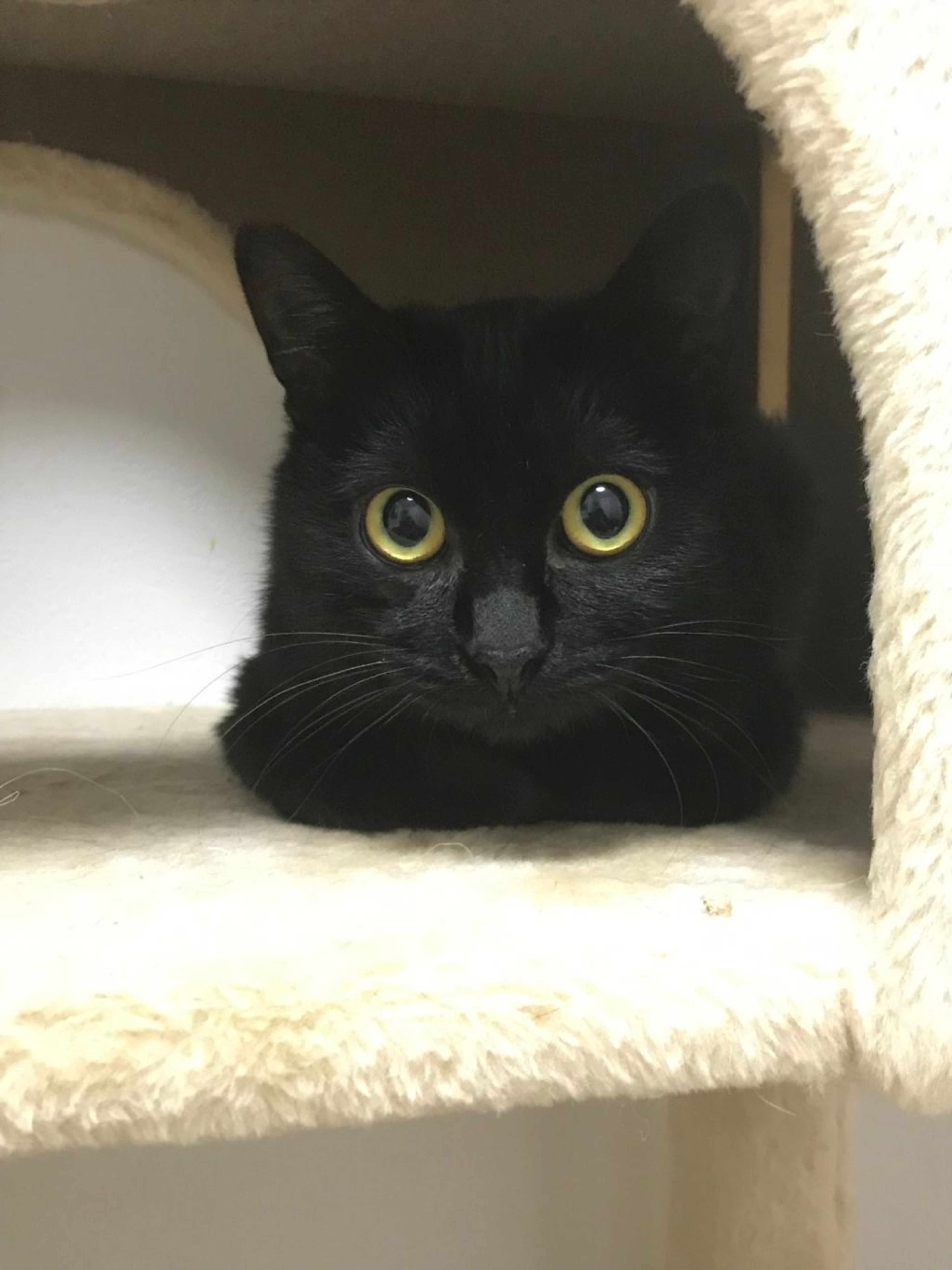 雑種（ミックス猫）・メスの里親募集の写真