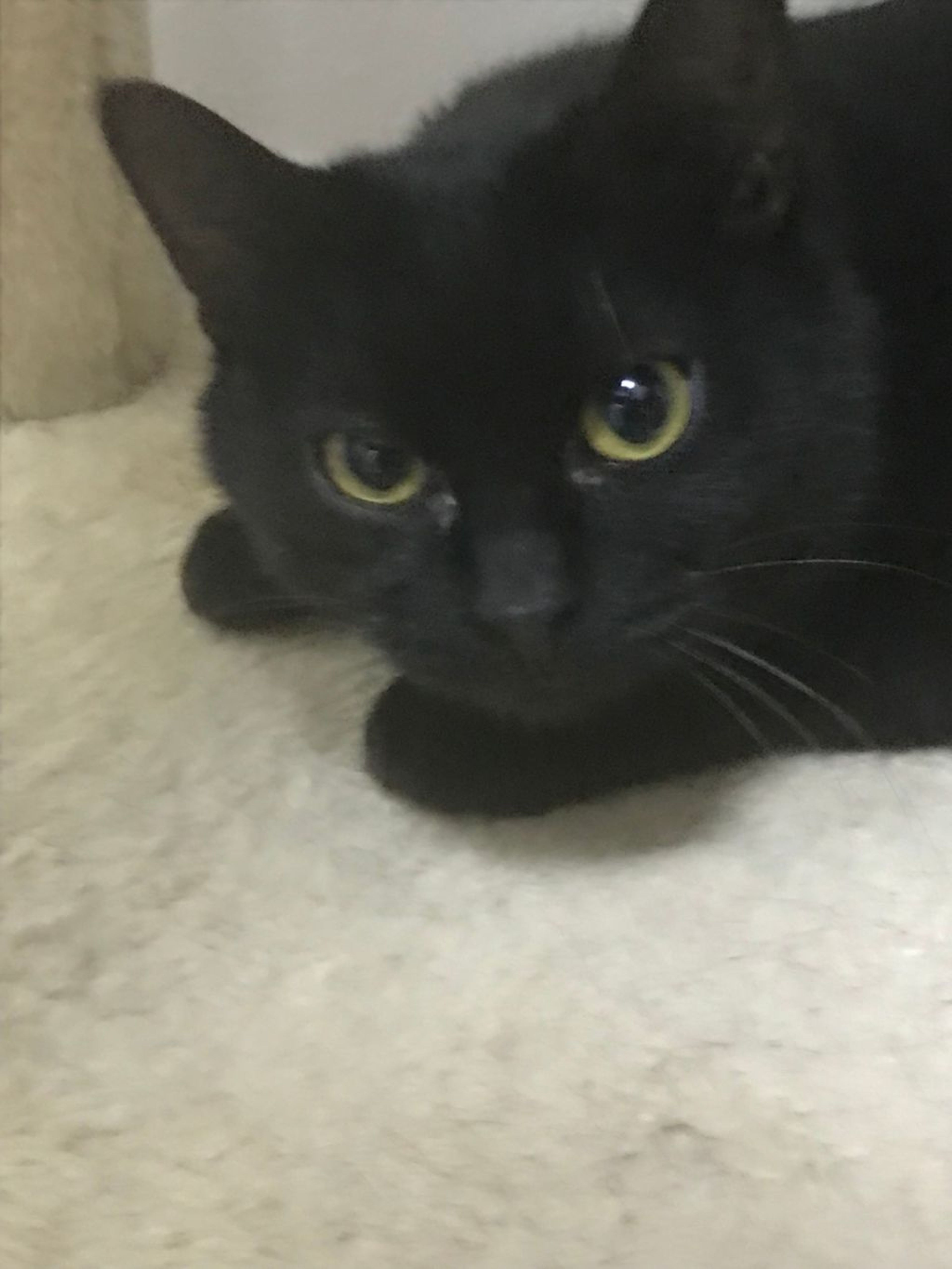 pet-image-4