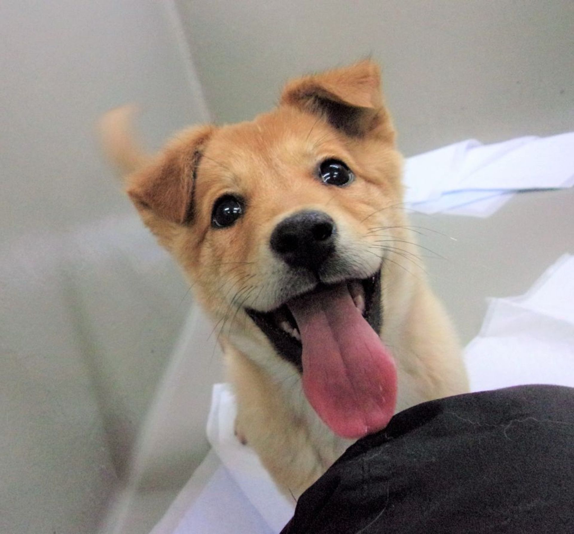 雑種（ミックス犬）・メスの里親募集の写真