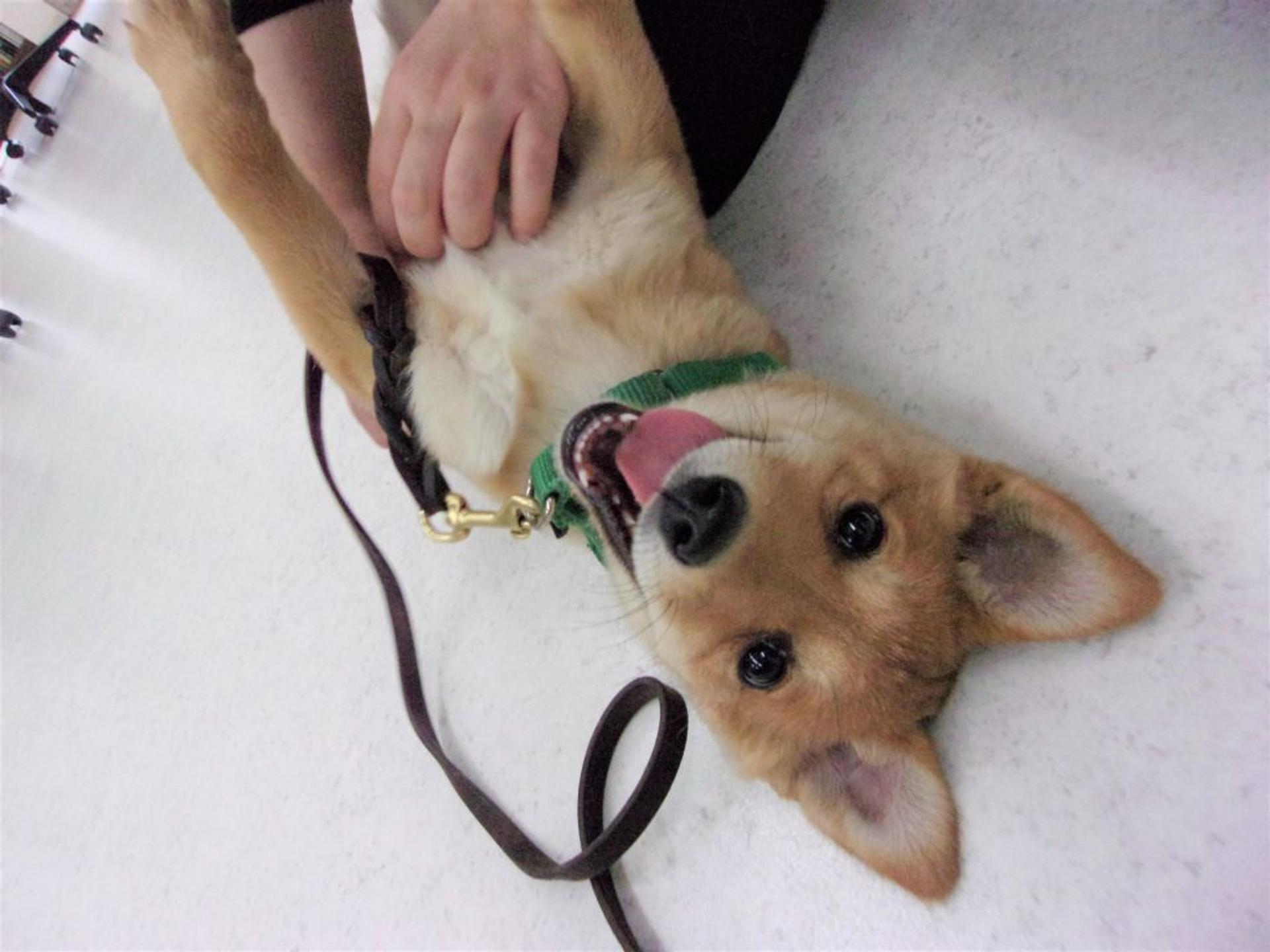 pet-image-3
