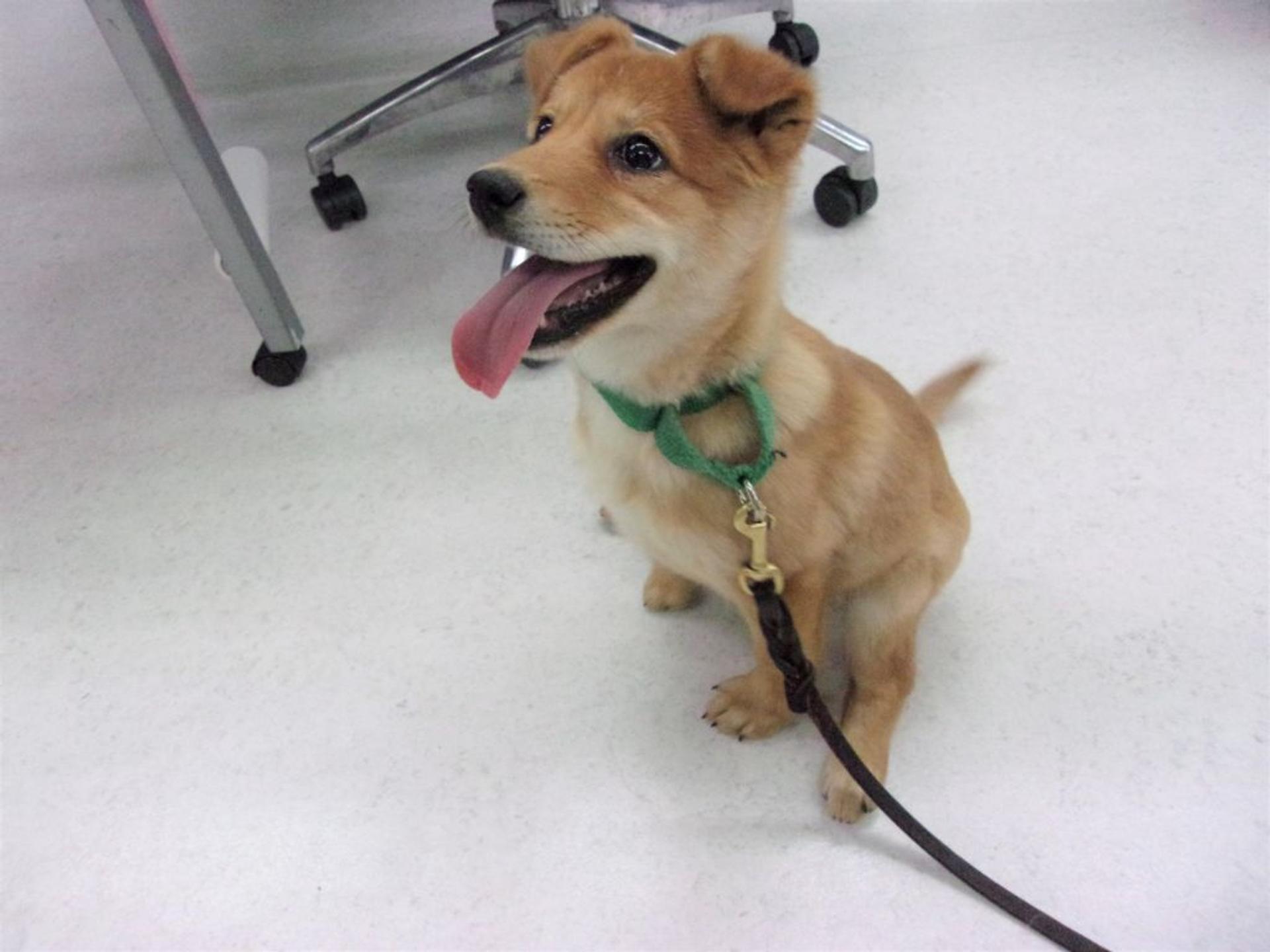 pet-image-4