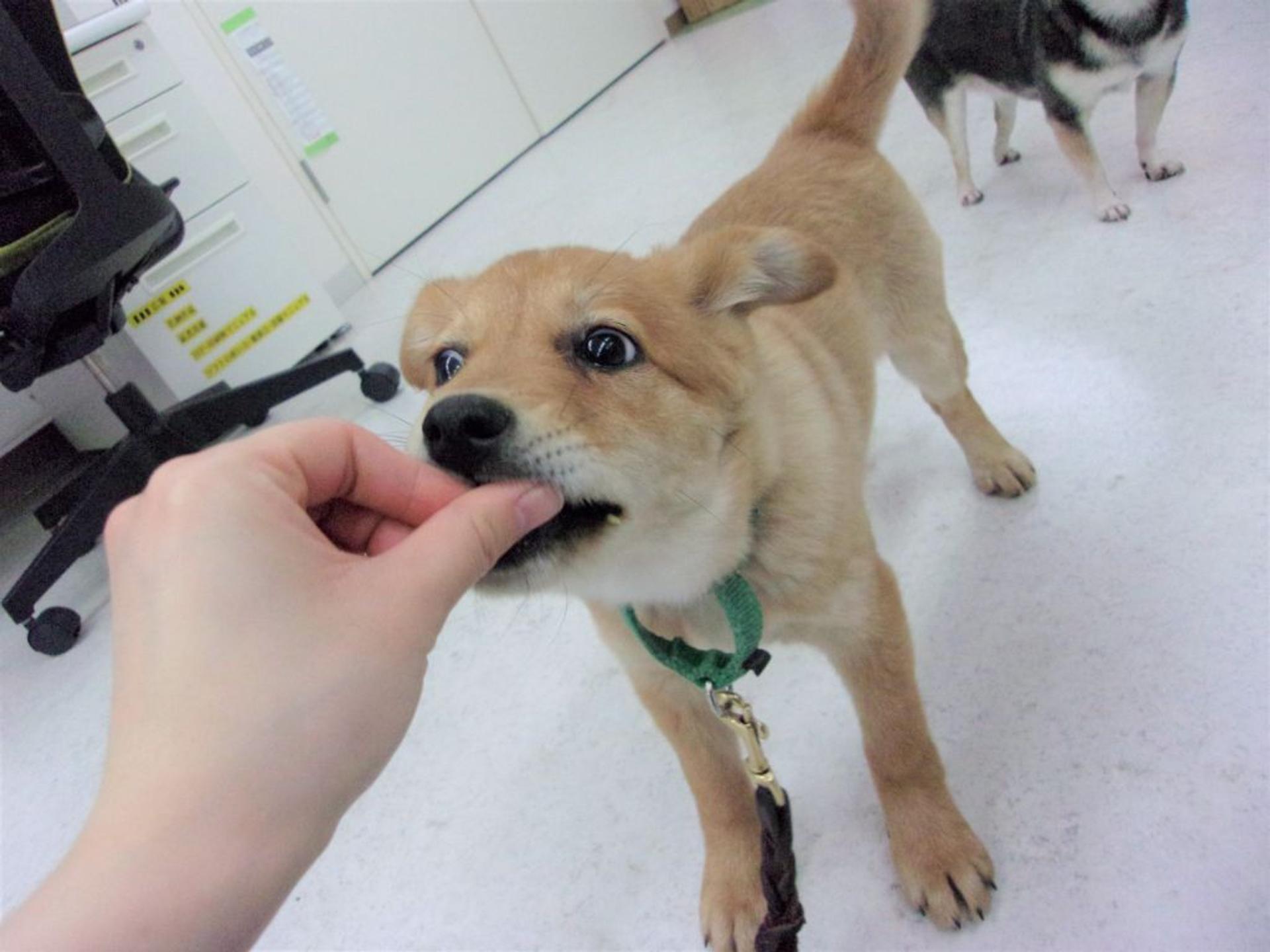 pet-image-5
