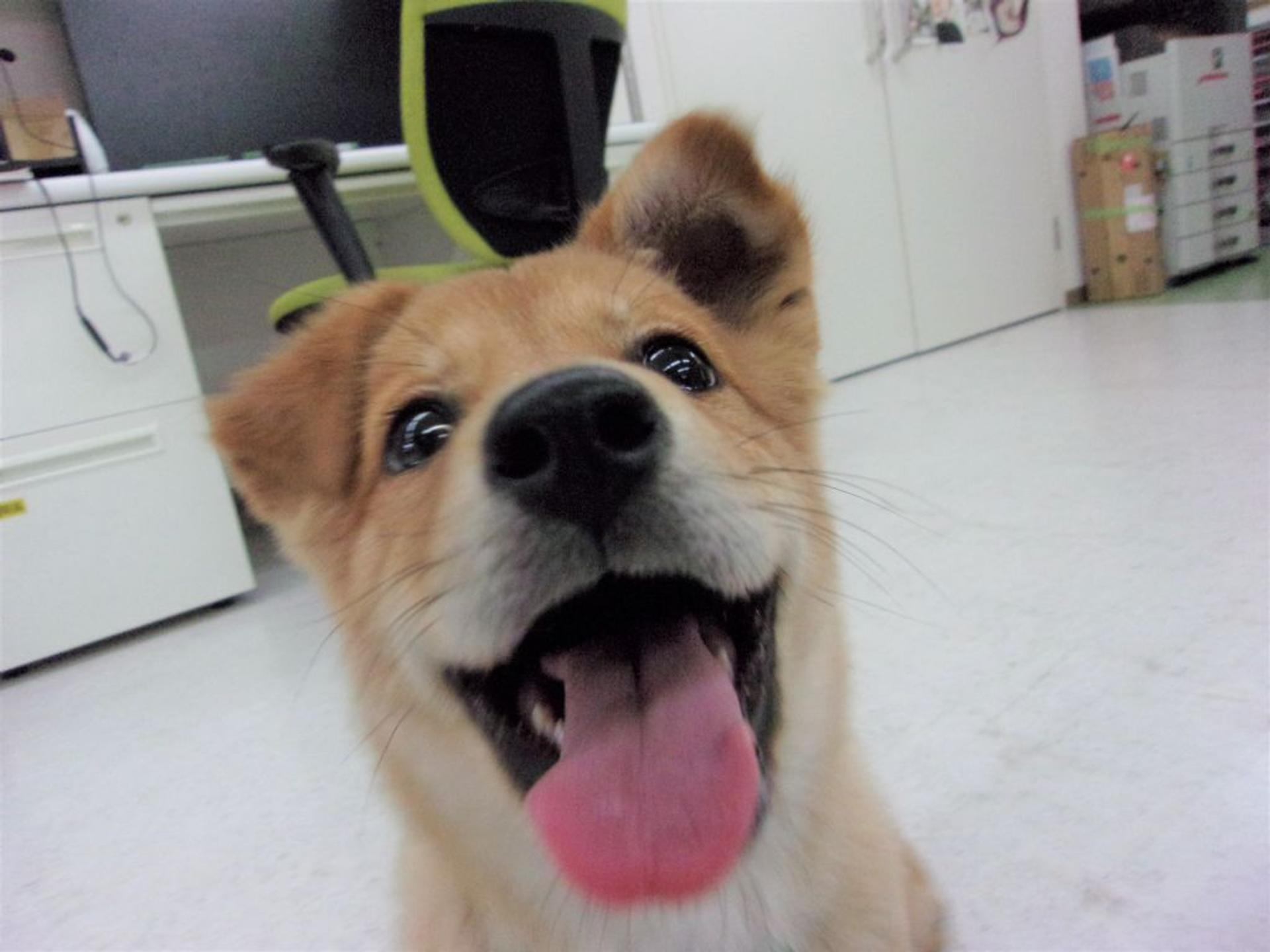 pet-image-6