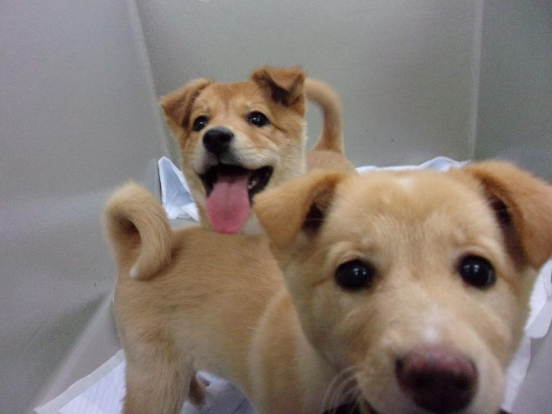 pet-image-7