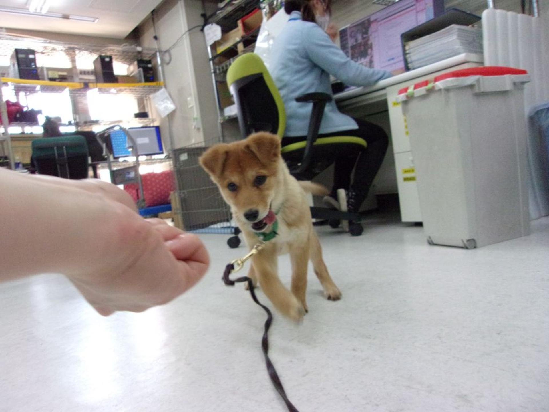 pet-image-9