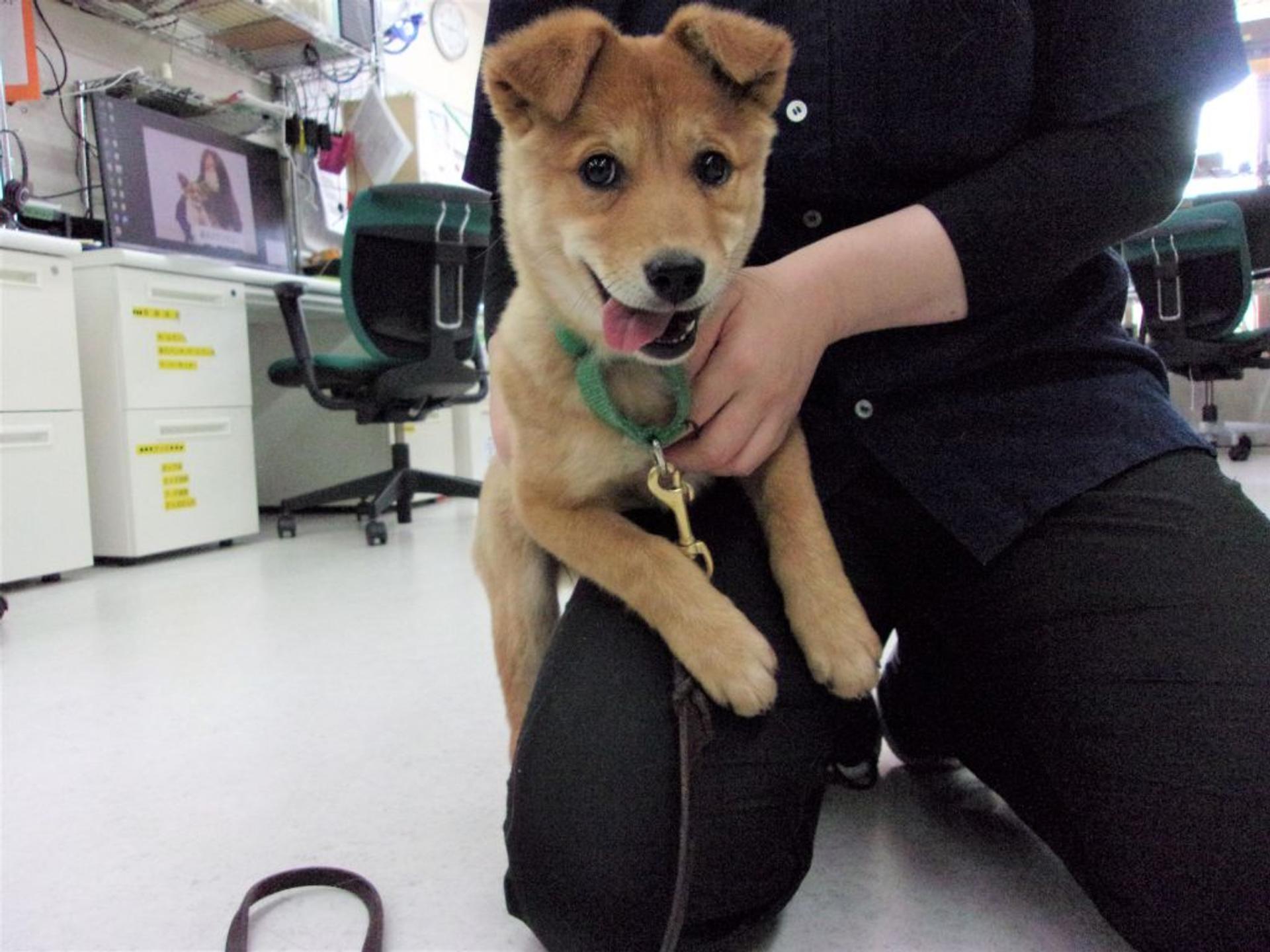 pet-image-10
