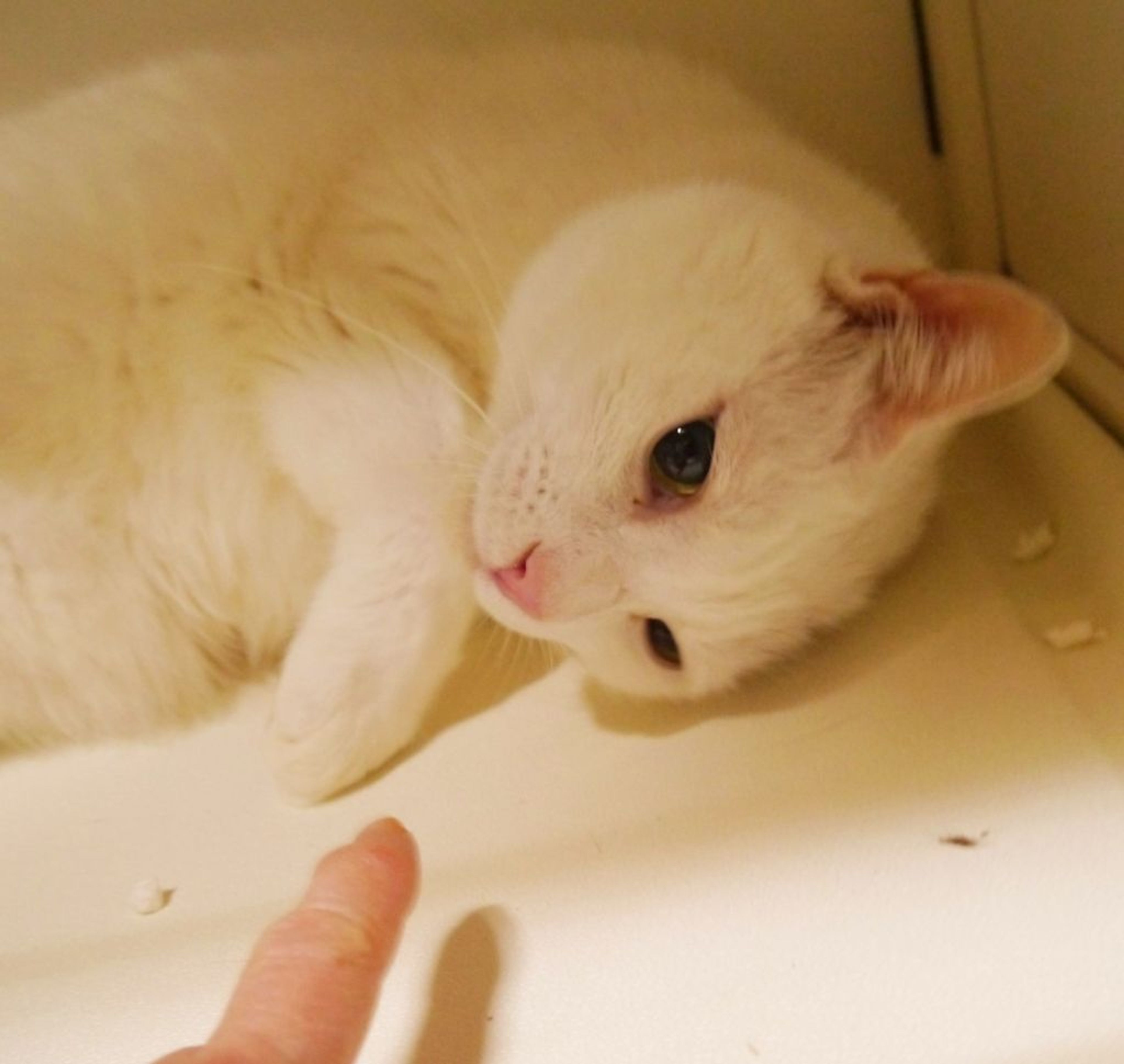 pet-image-2