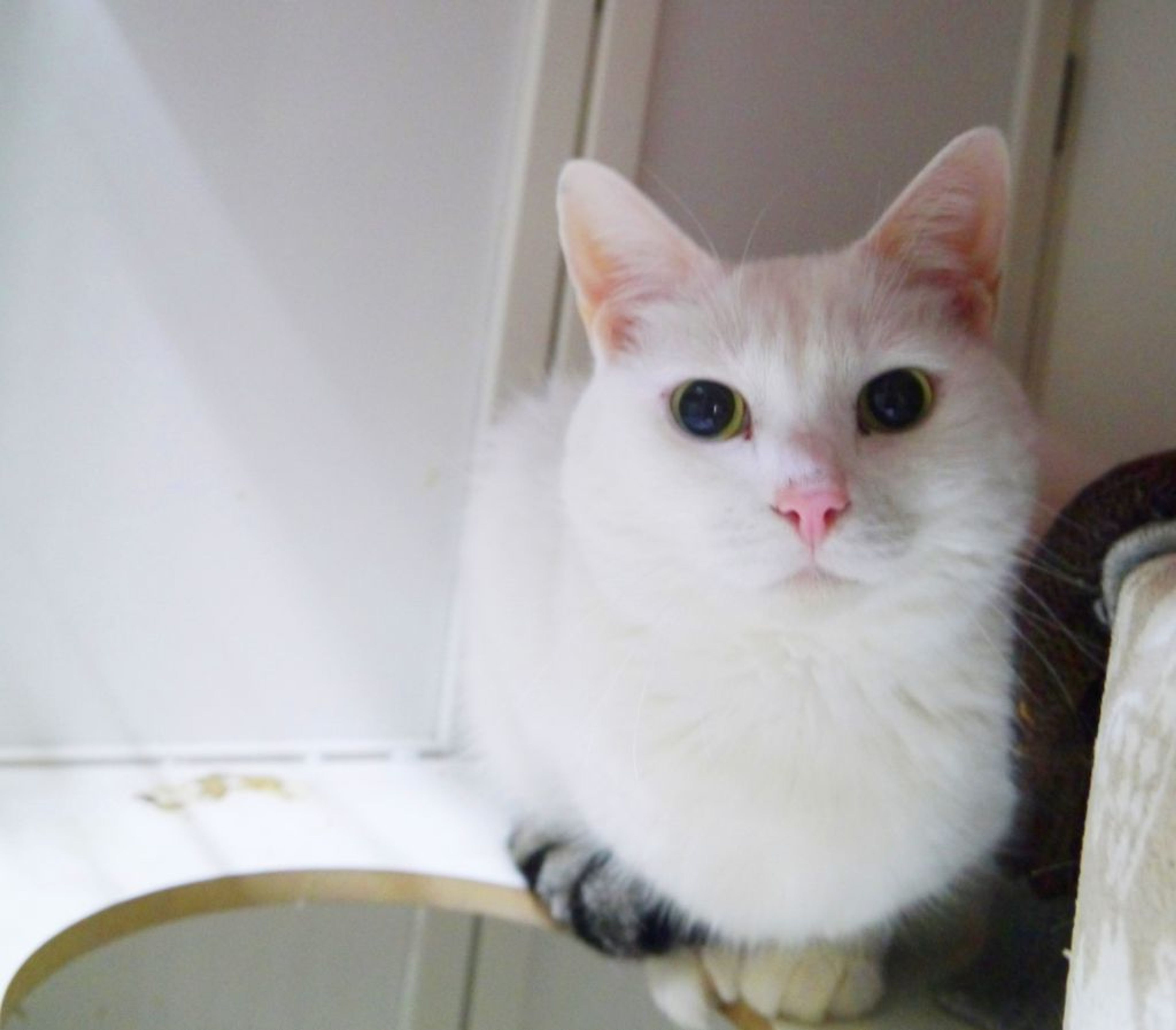 pet-image-3