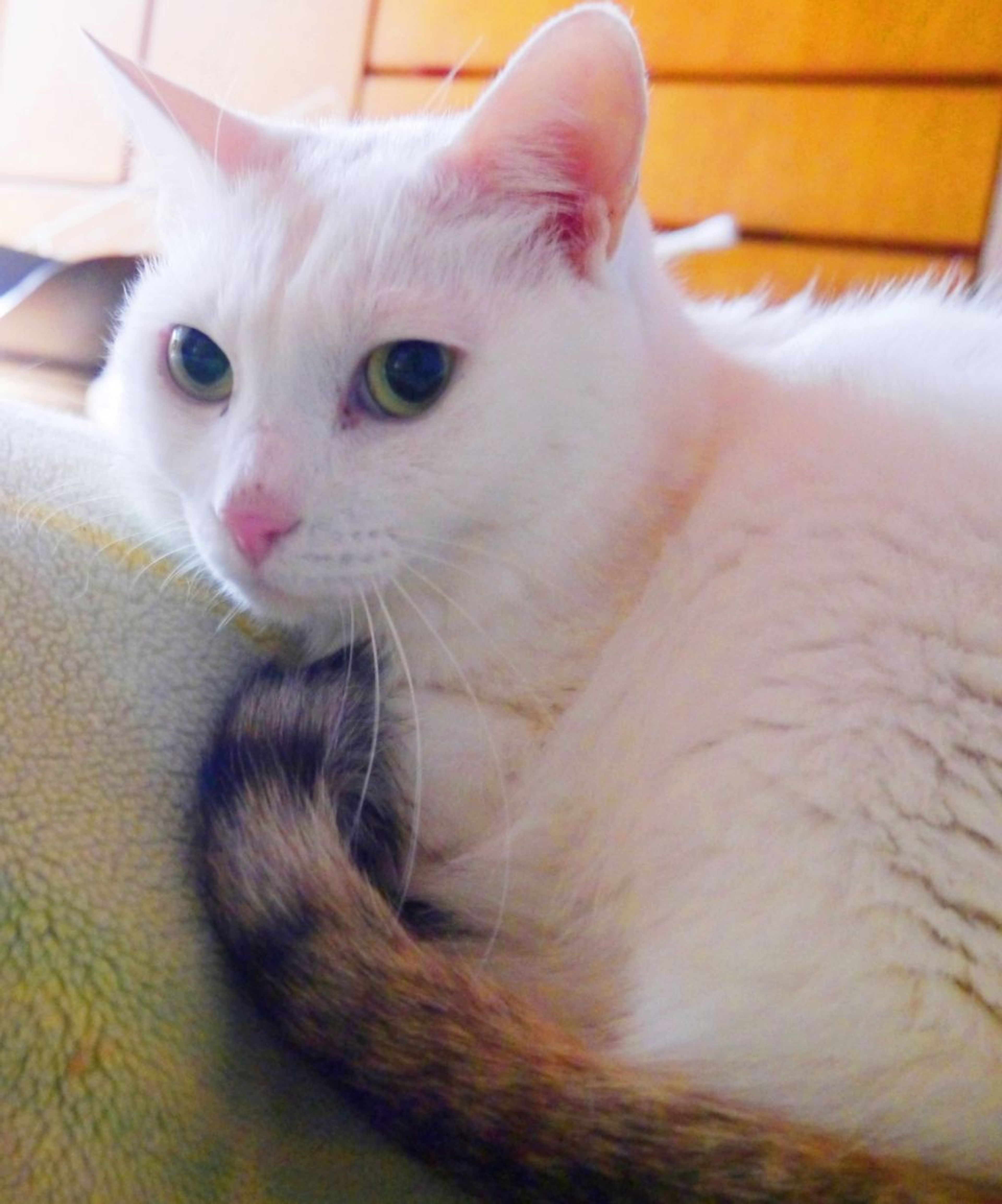 pet-image-4