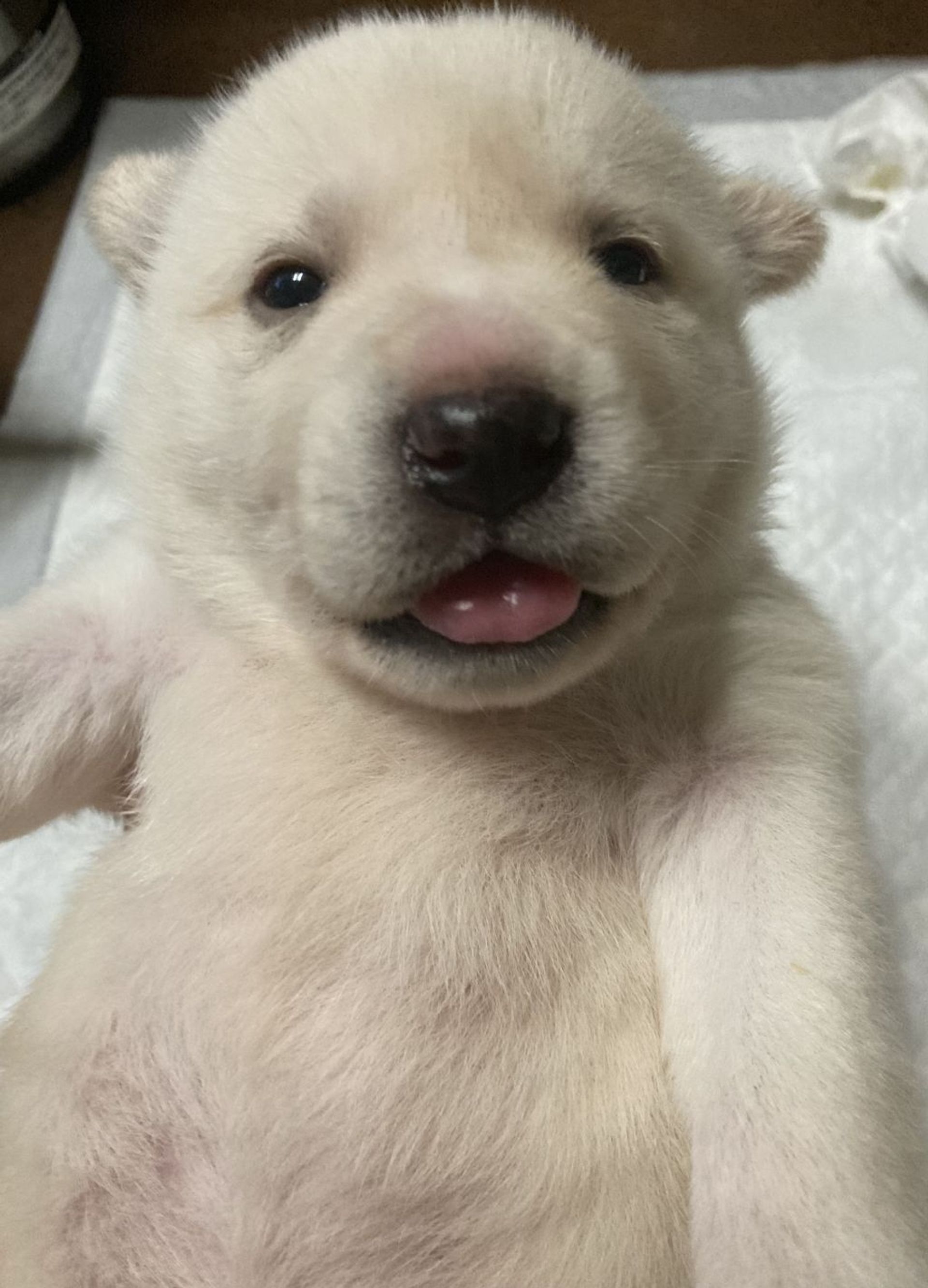 雑種（ミックス犬）・メスの里親募集の写真