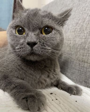 あじの写真