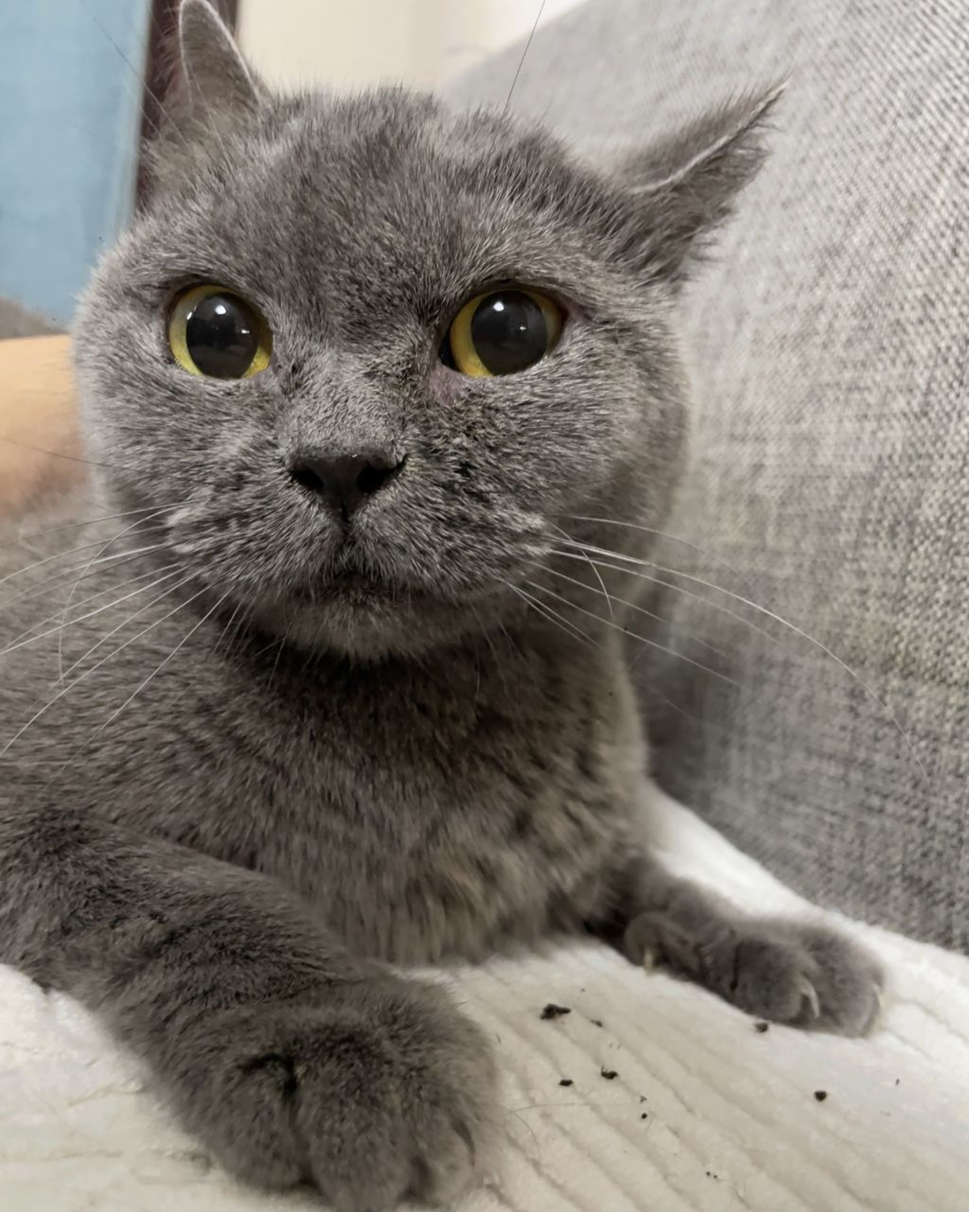 ブリティッシュショートヘア・メスの里親募集の写真