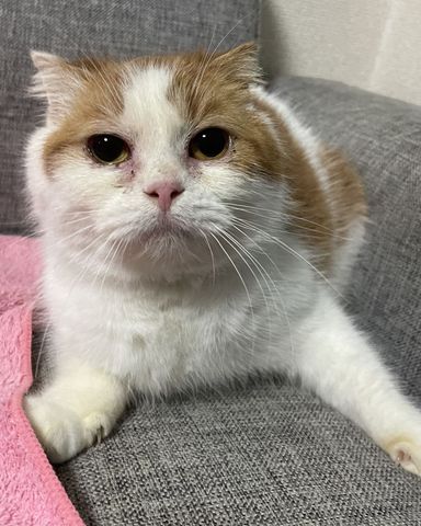セルティックの写真