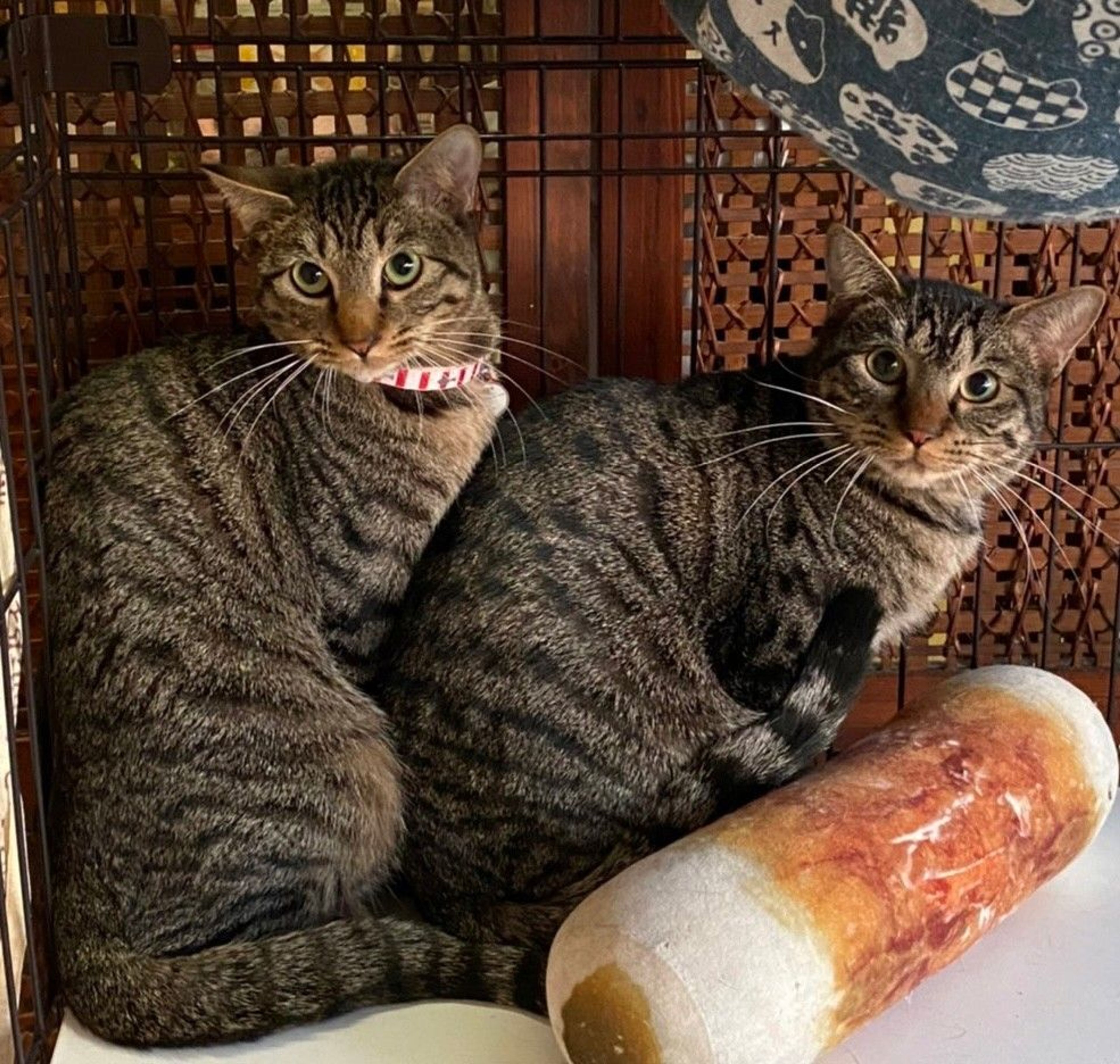 雑種（ミックス猫）・オスの里親募集の写真