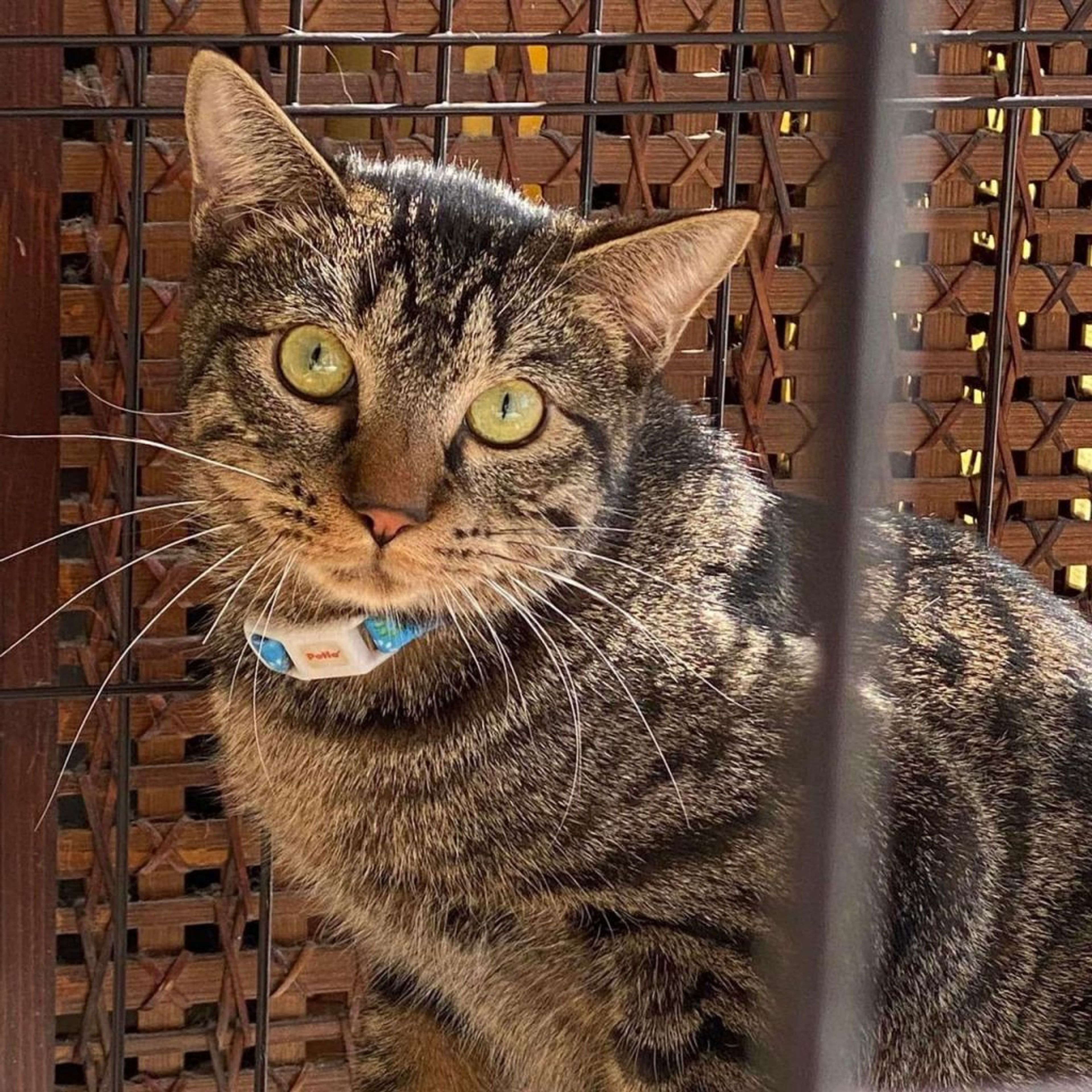 pet-image-2