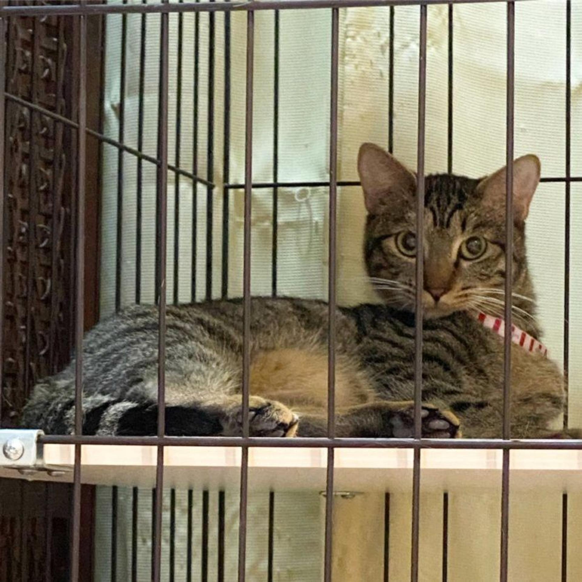 pet-image-3