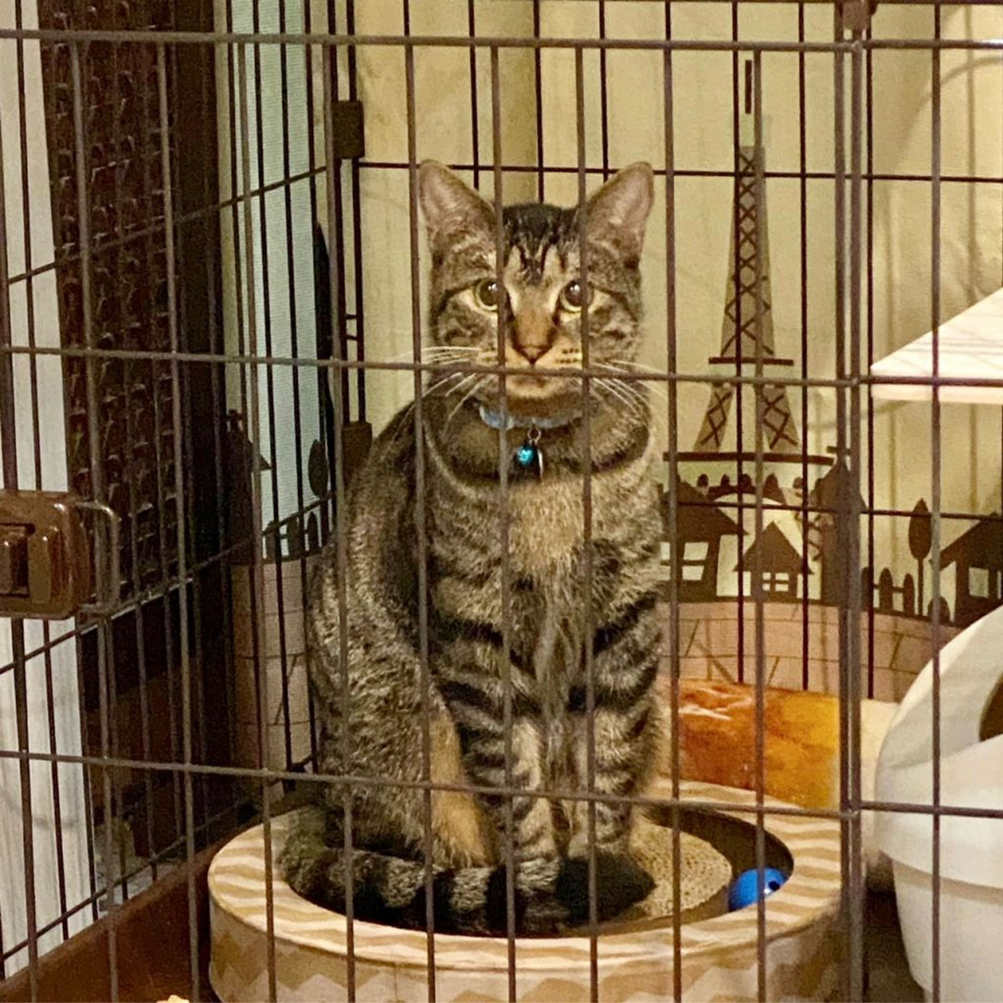 pet-image-4