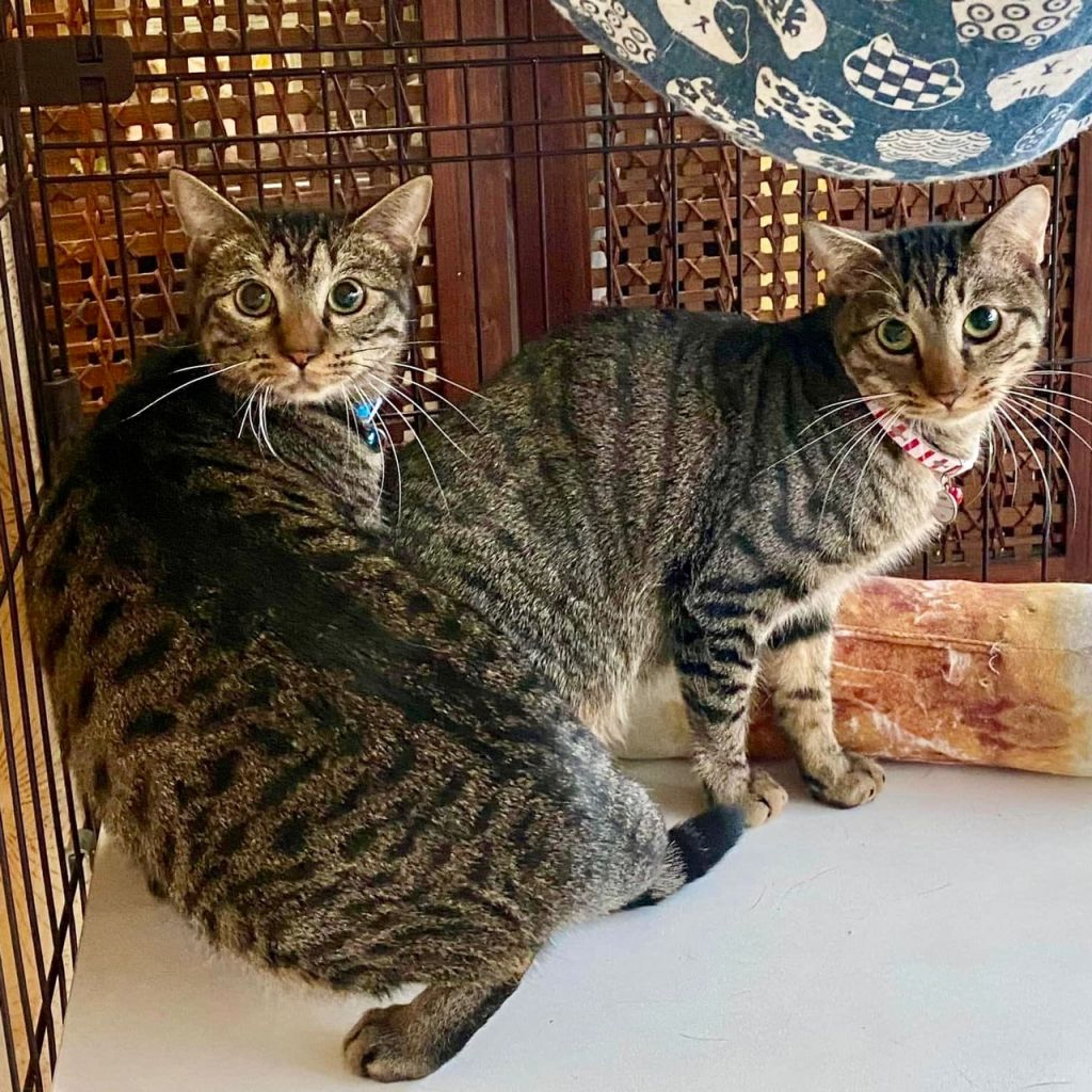 pet-image-5