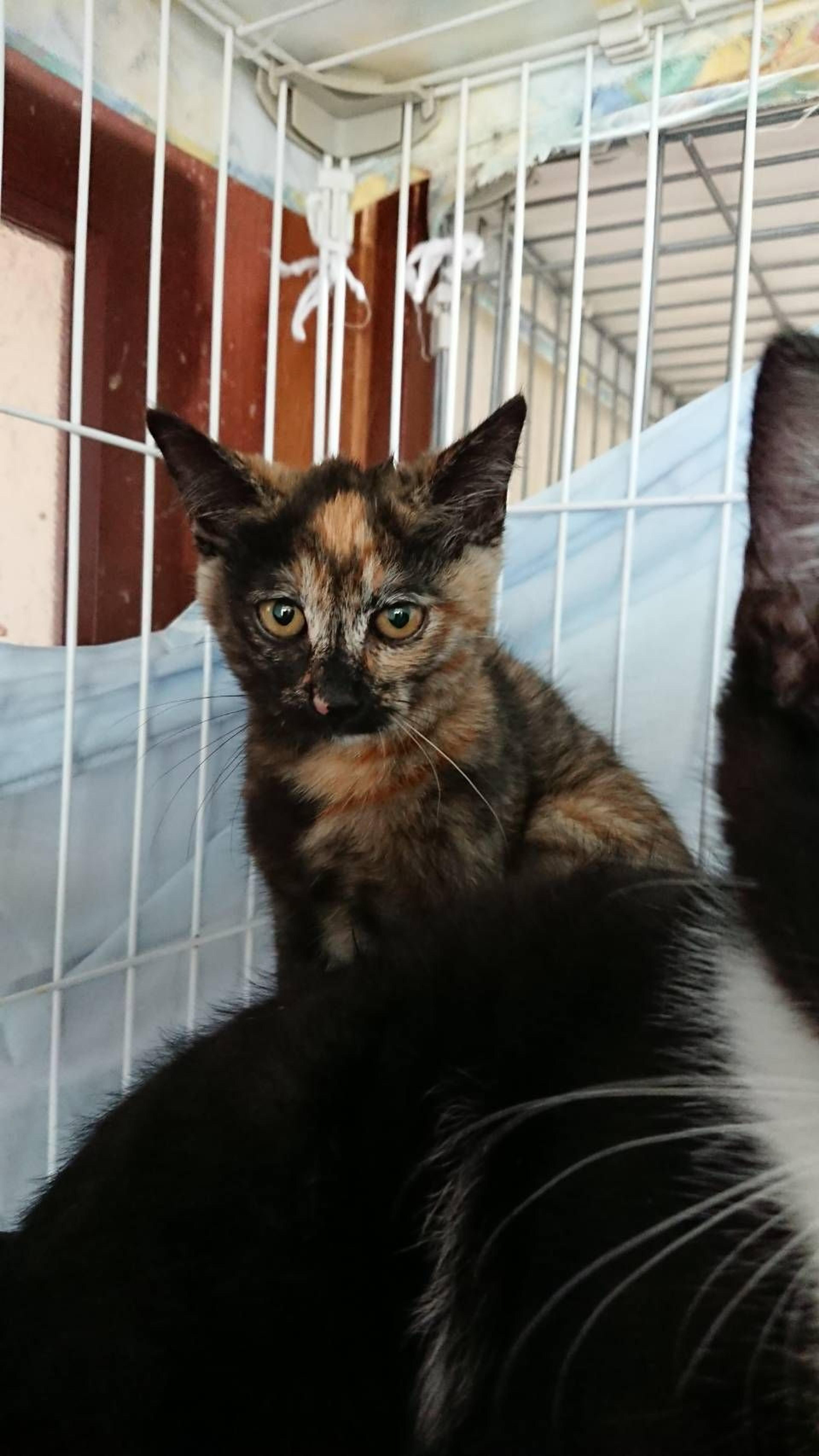 pet-image-2