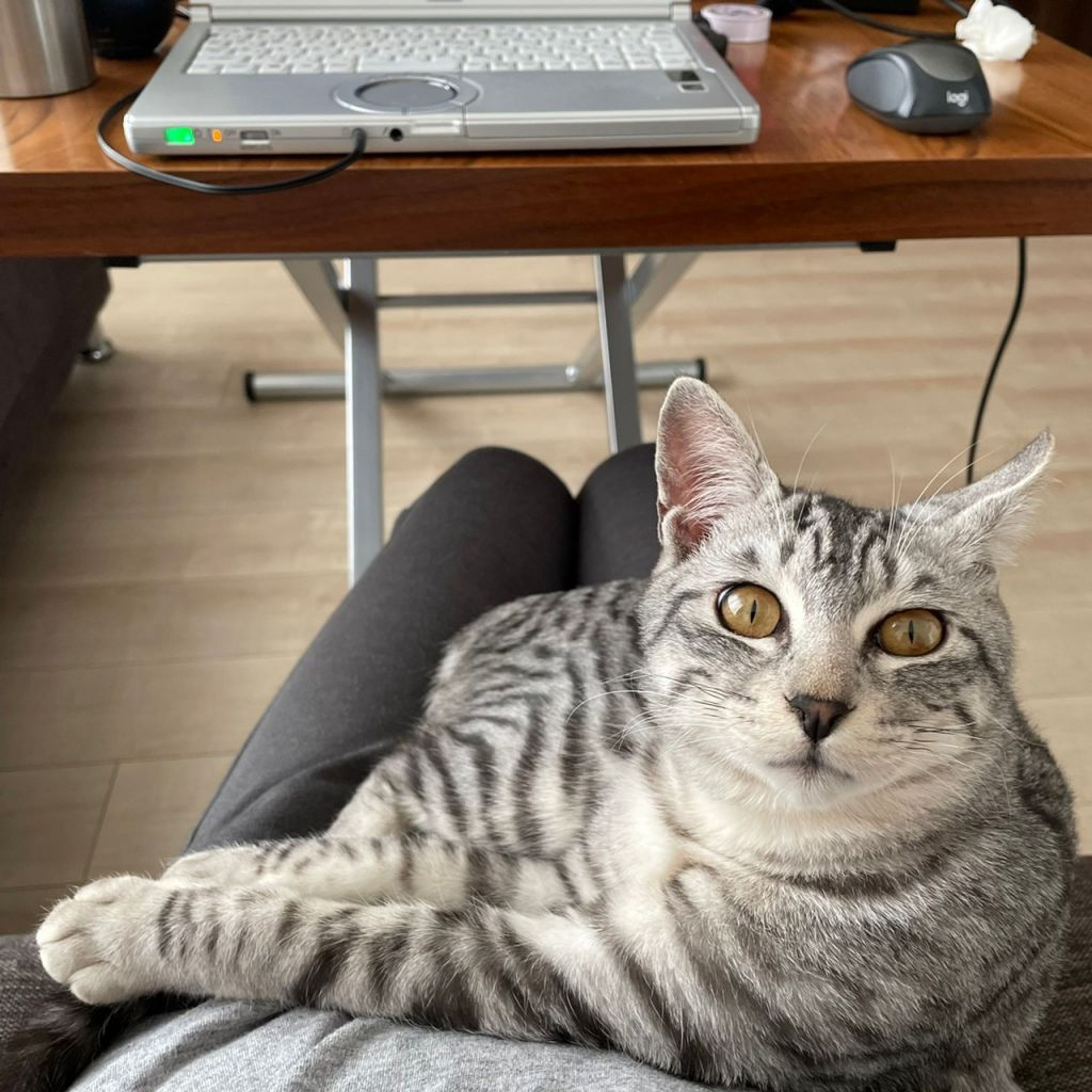 pet-image-8