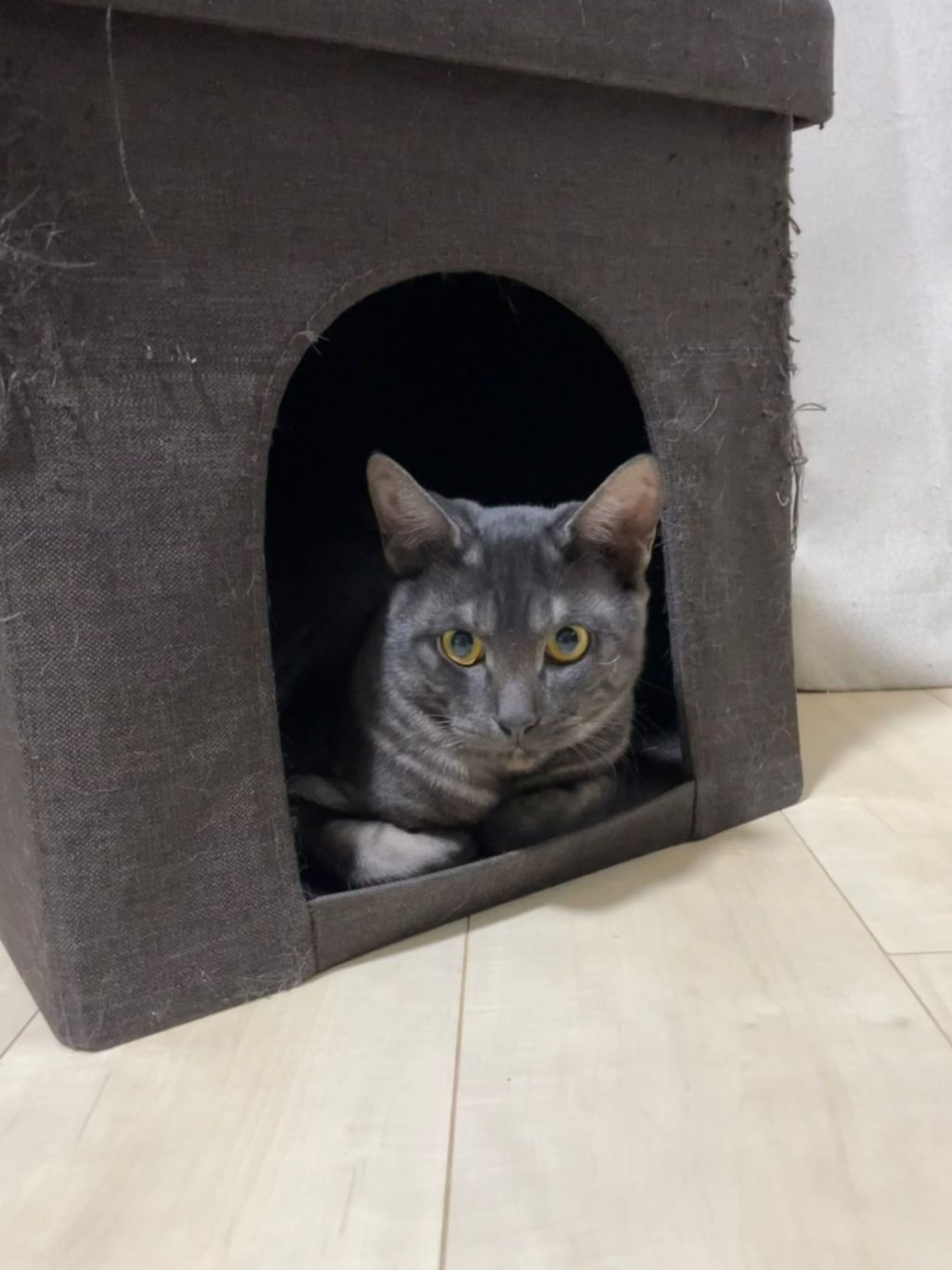 pet-image-10