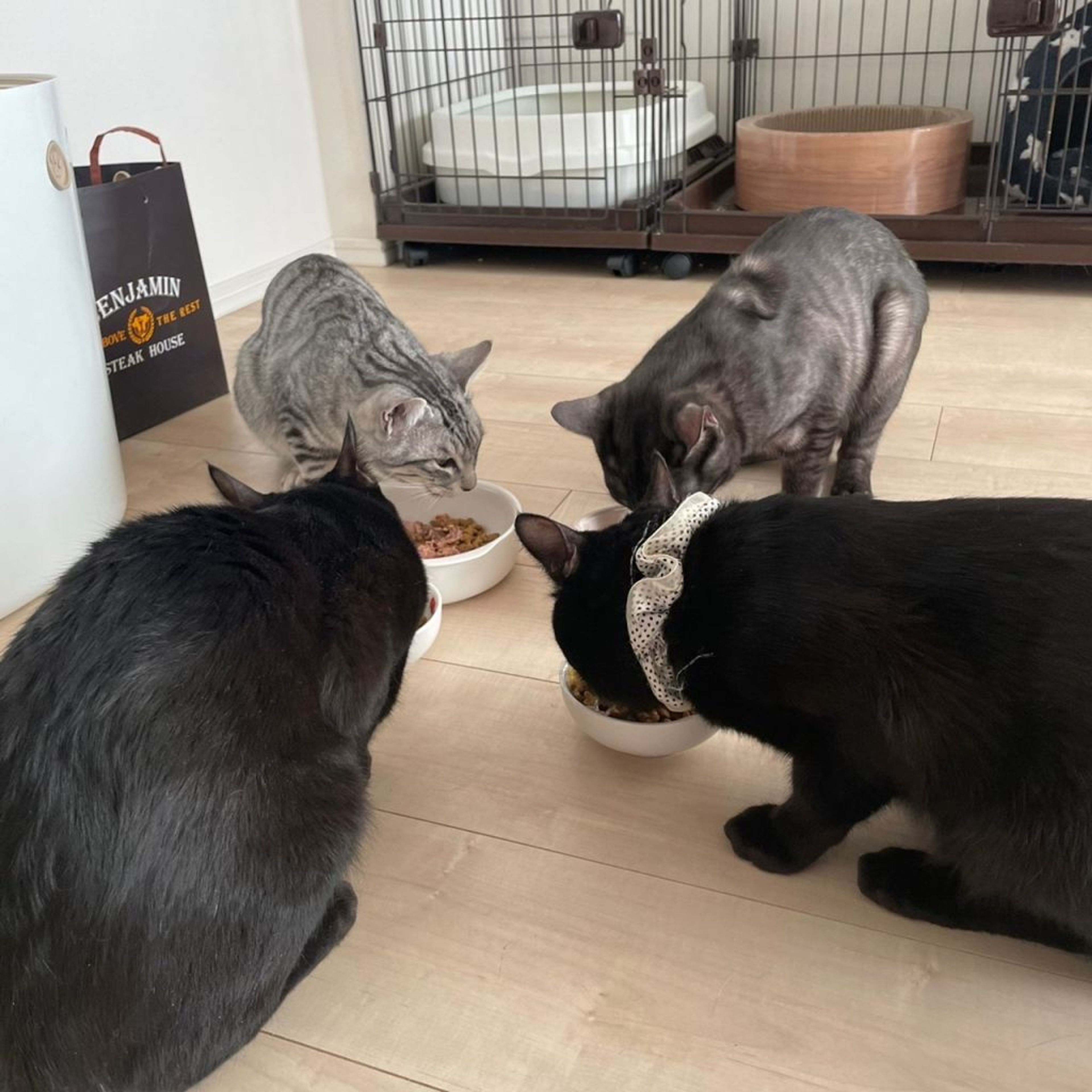 pet-image-5