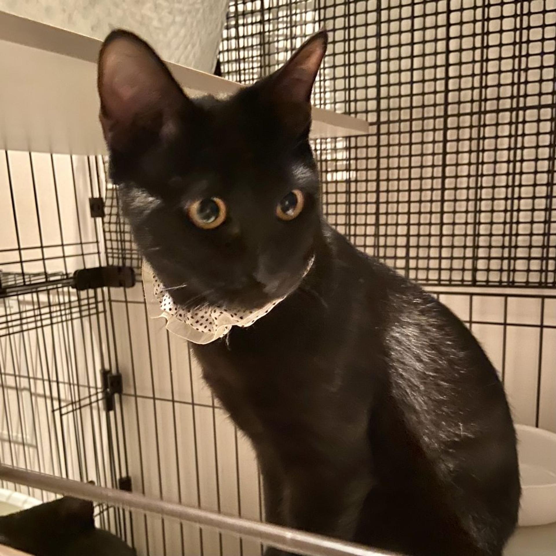 pet-image-6