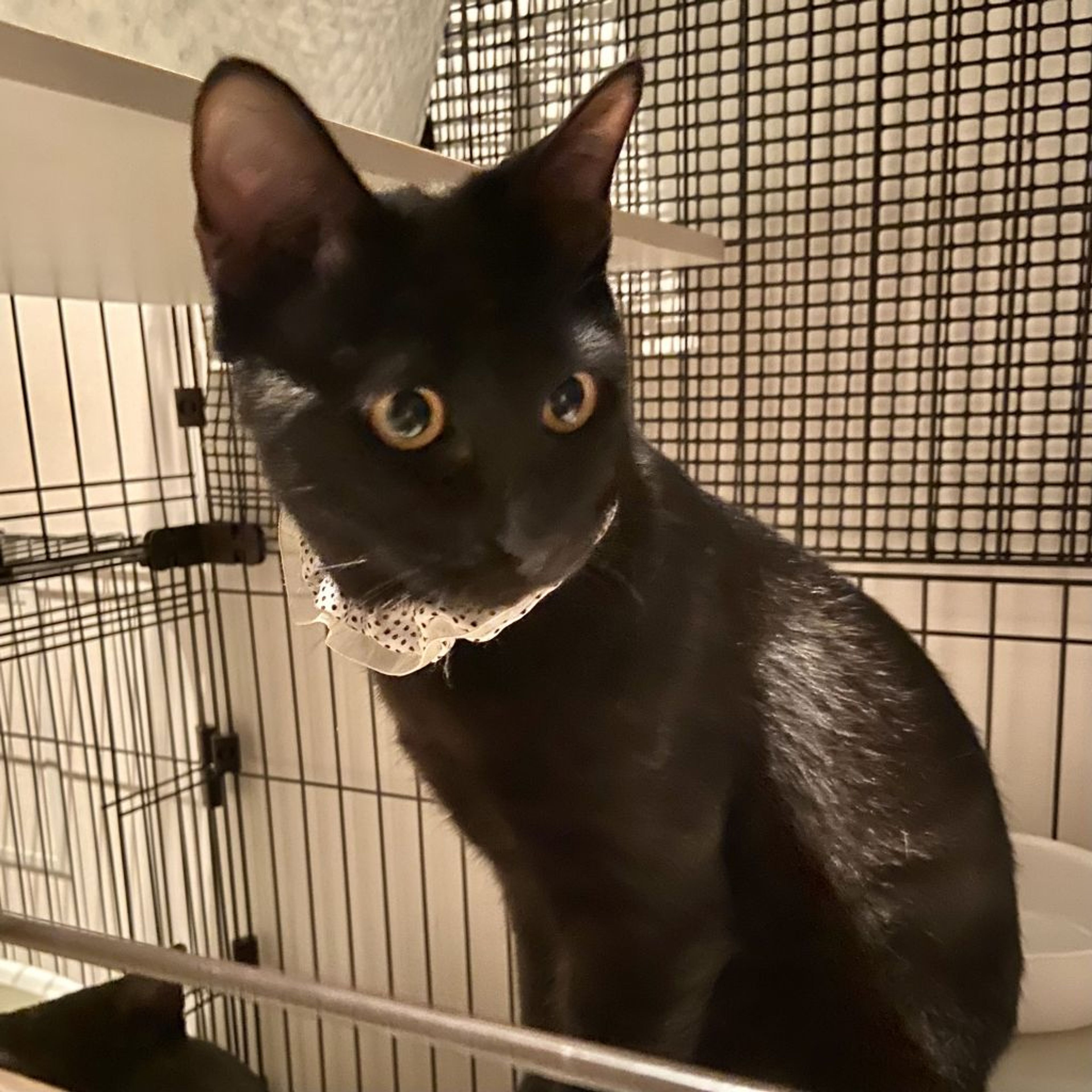 pet-image-6