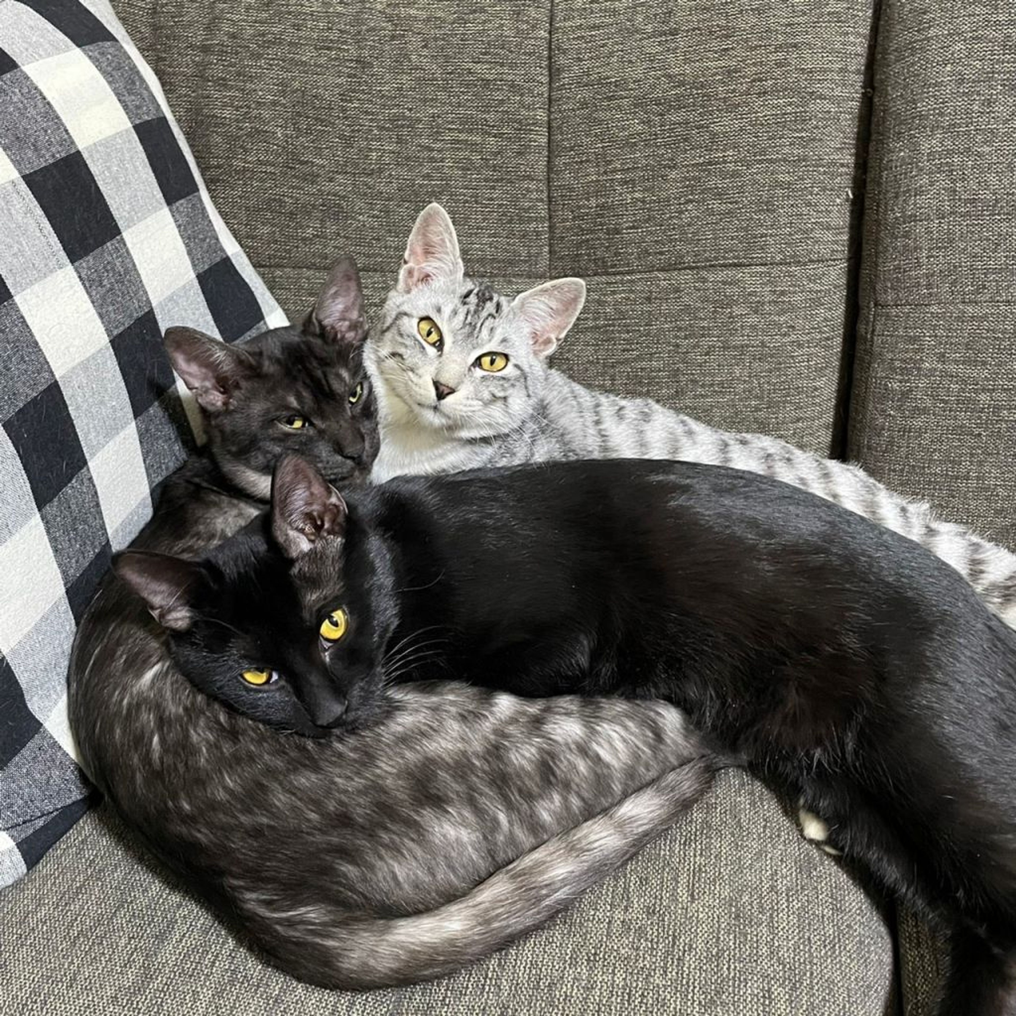 pet-image-7