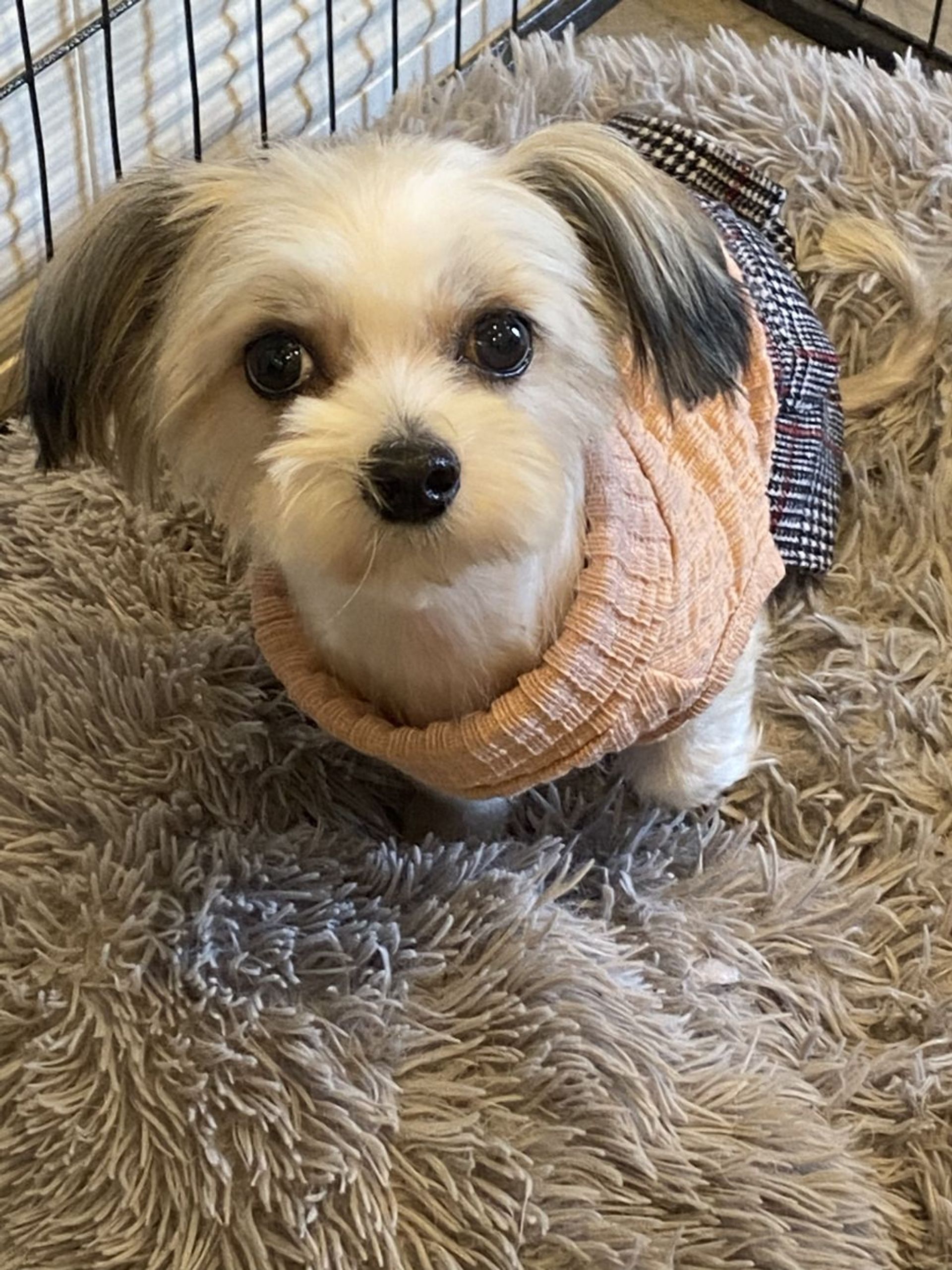 雑種（ミックス犬）・メスの里親募集の写真