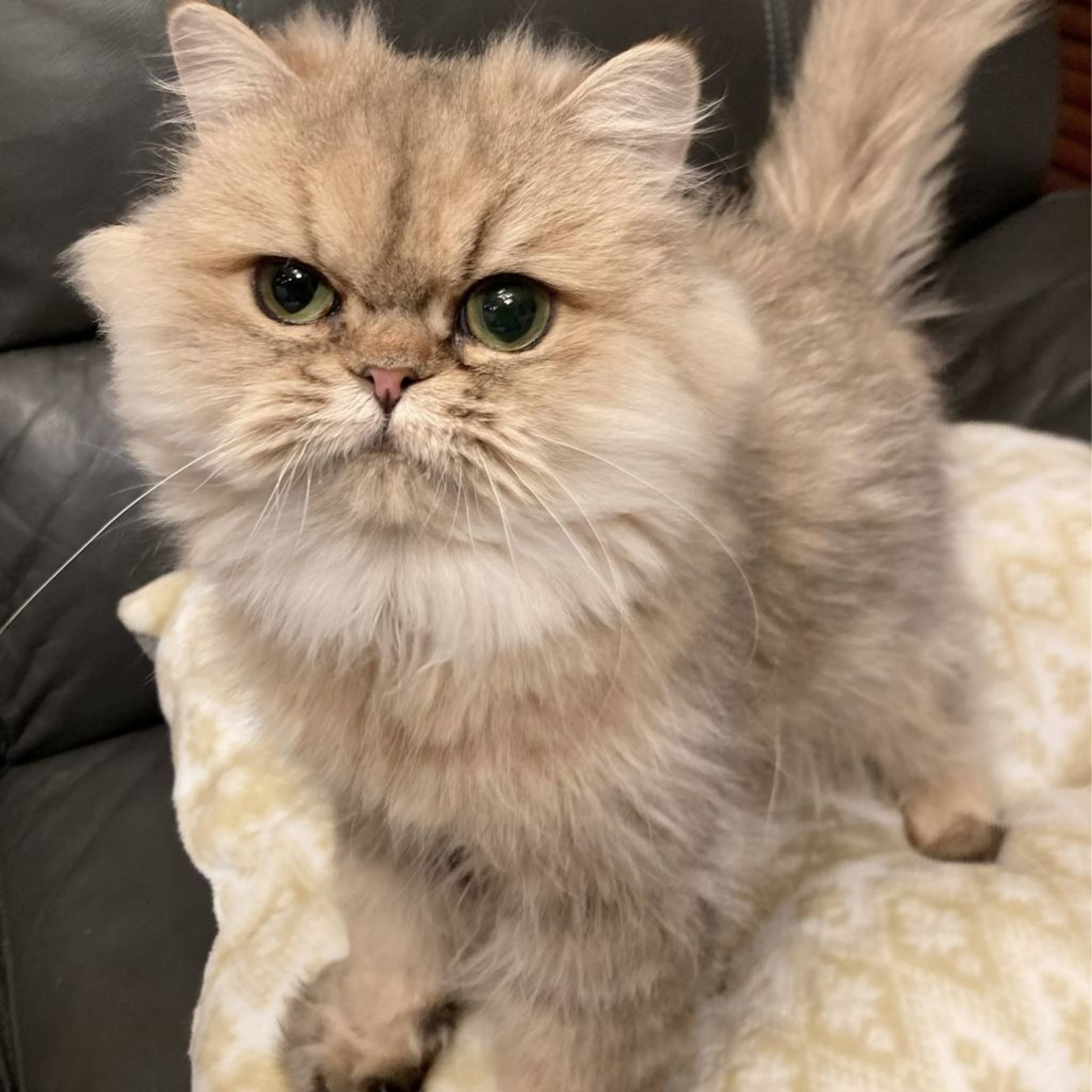 ペルシャ・メスの里親募集の写真