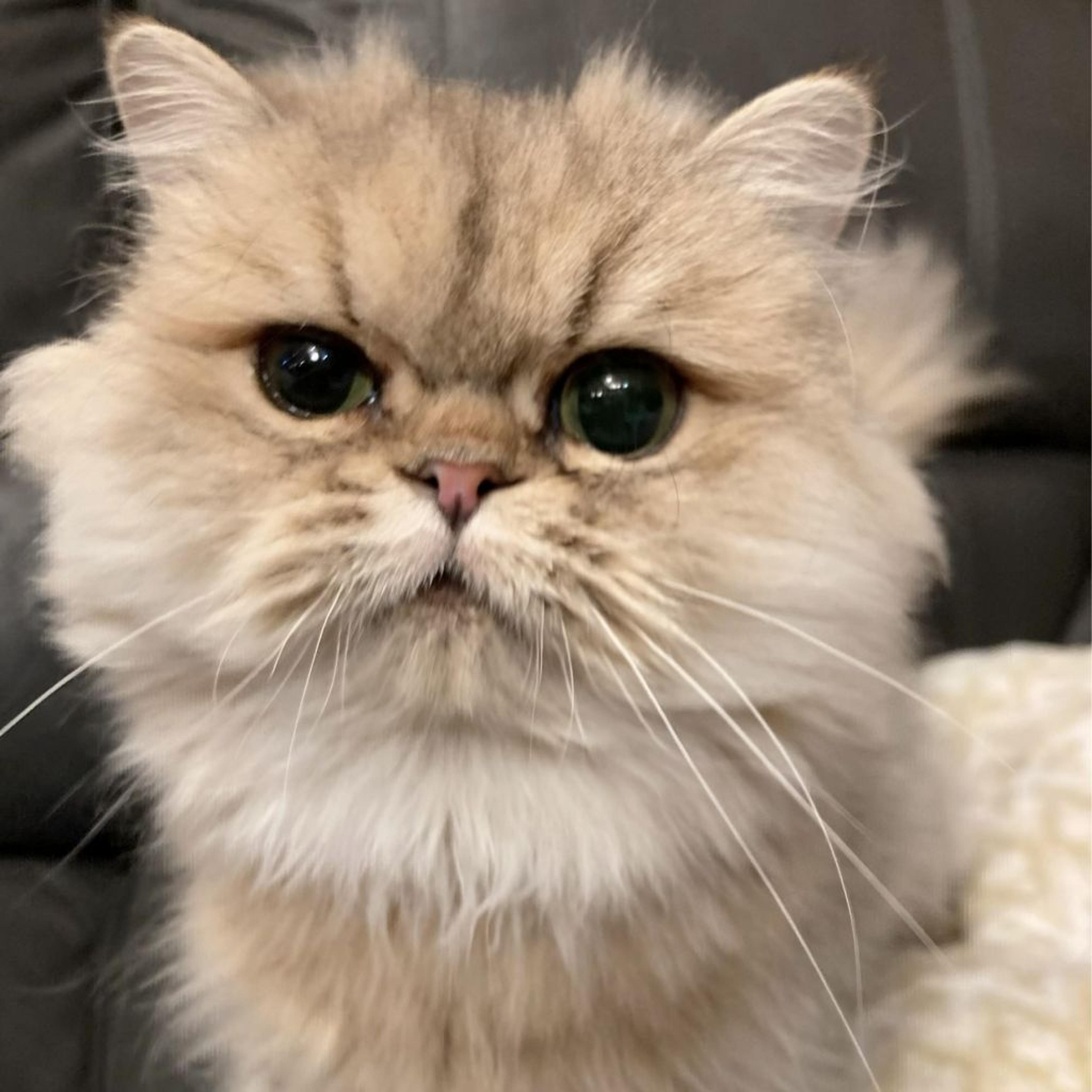pet-image-3