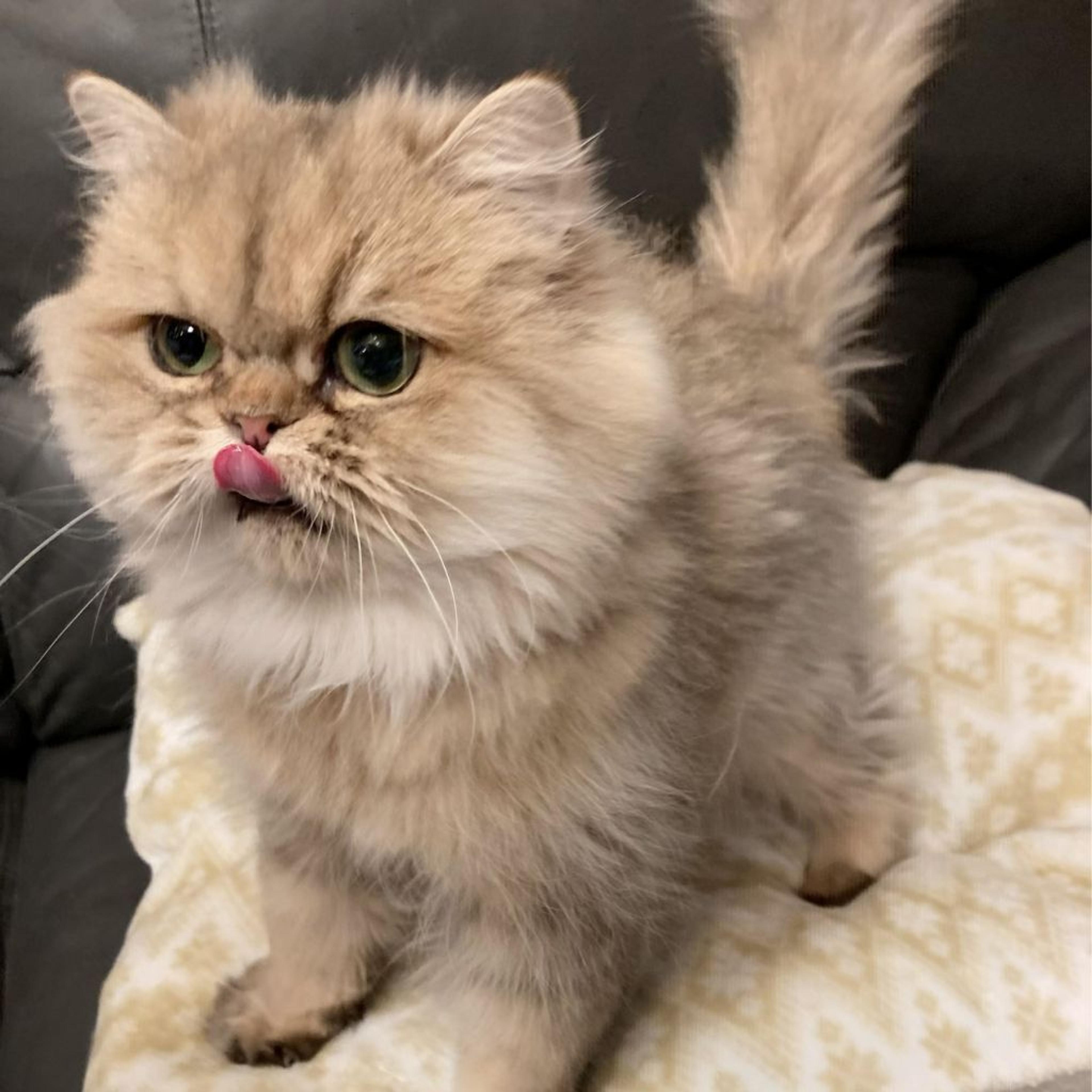 pet-image-5