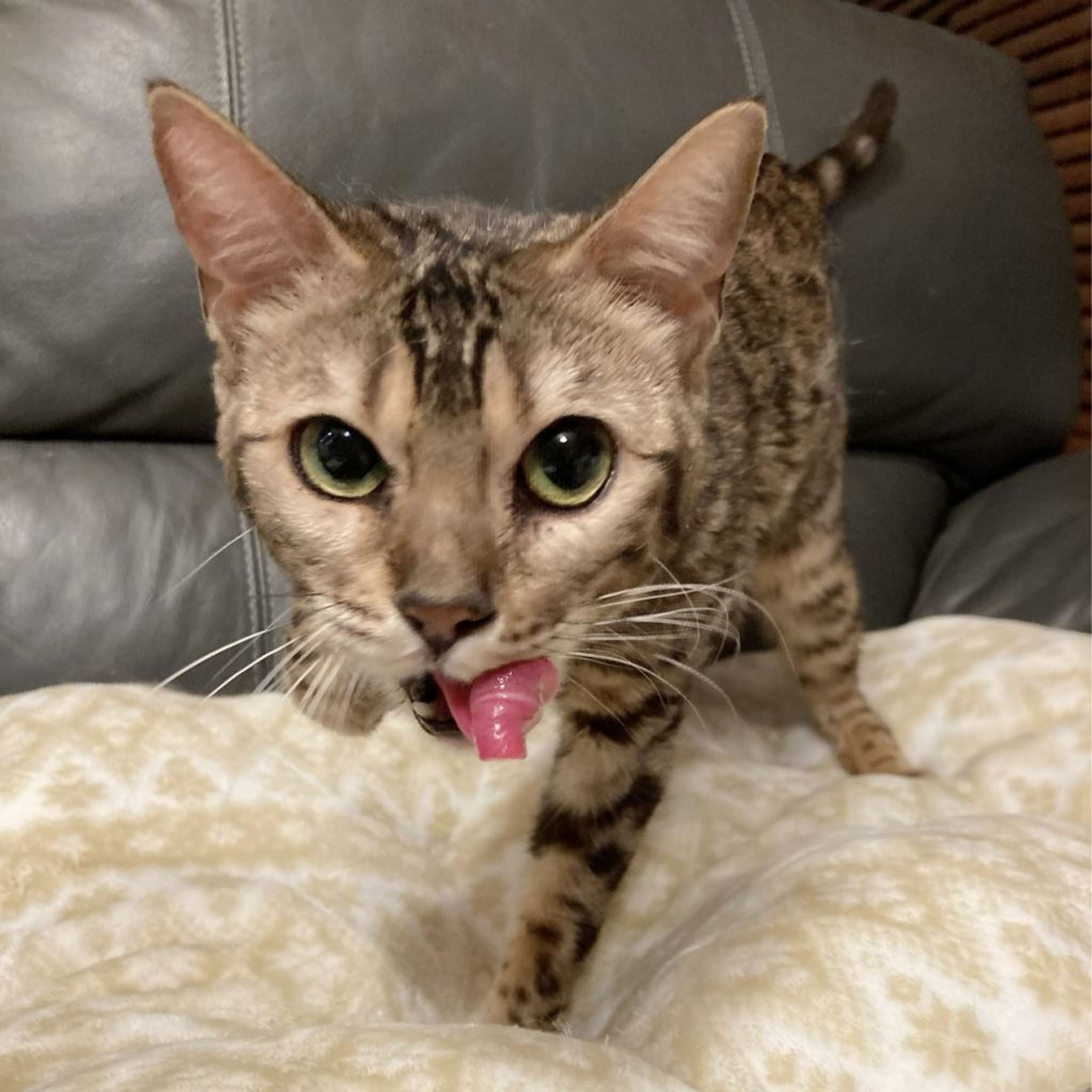 pet-image-3
