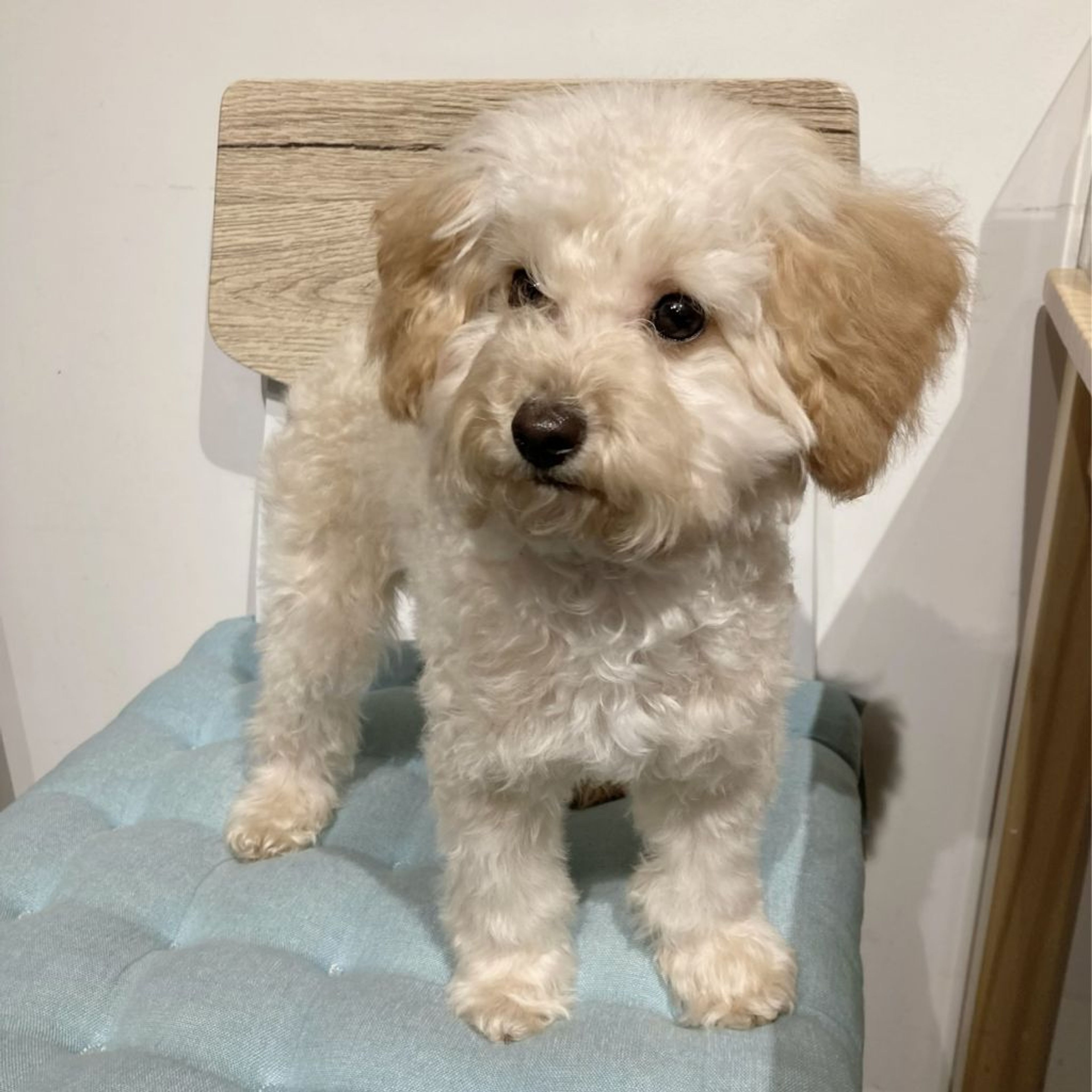 pet-image-2