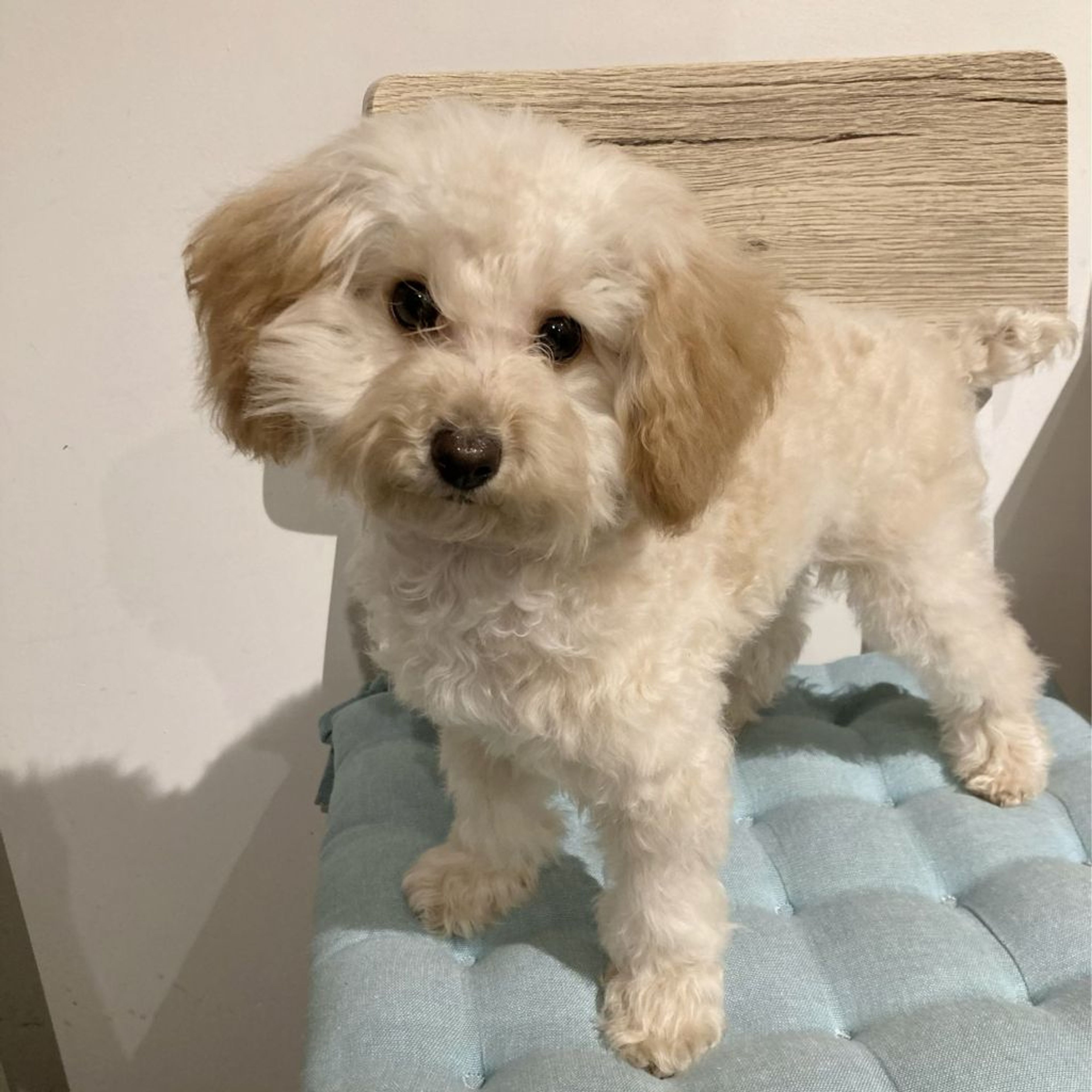 pet-image-3