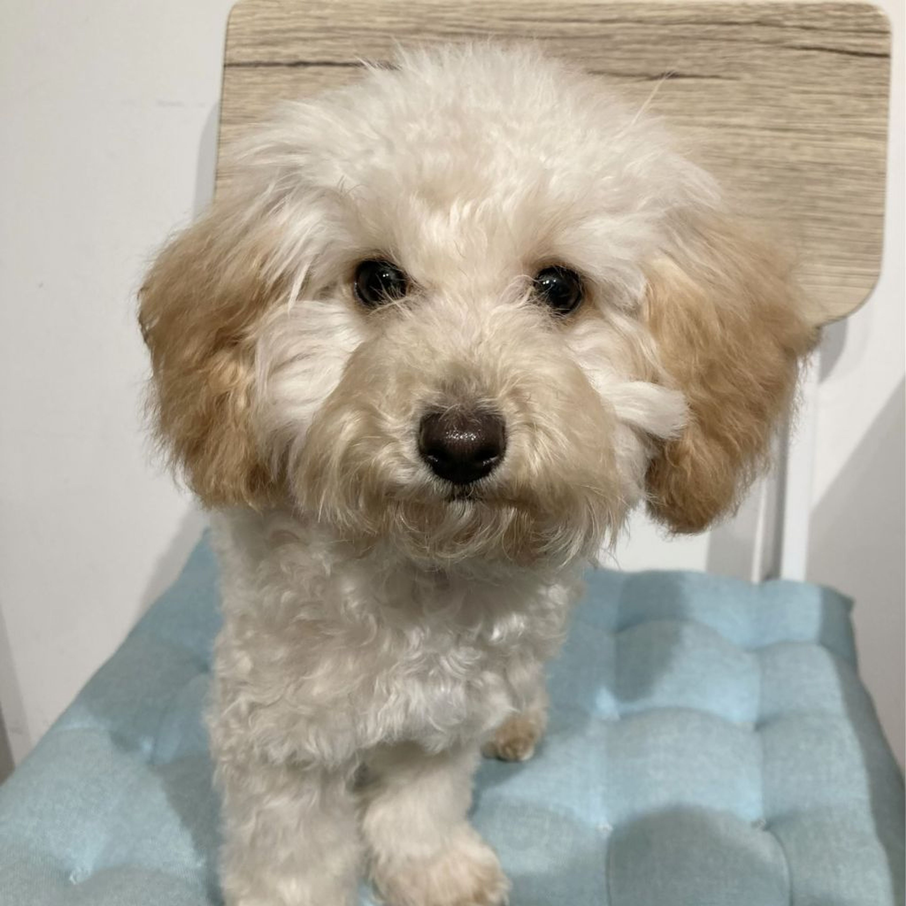 pet-image-4