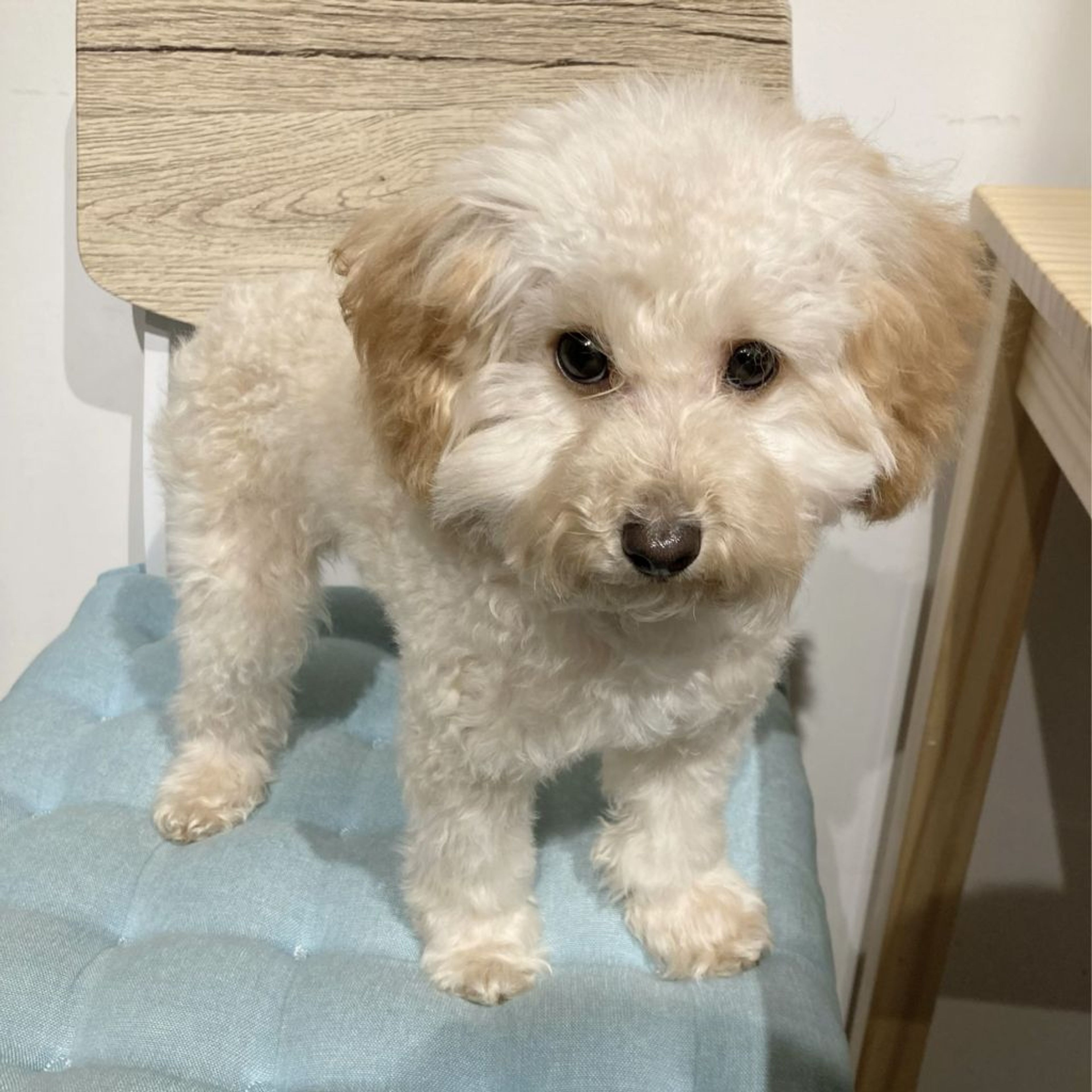 pet-image-5