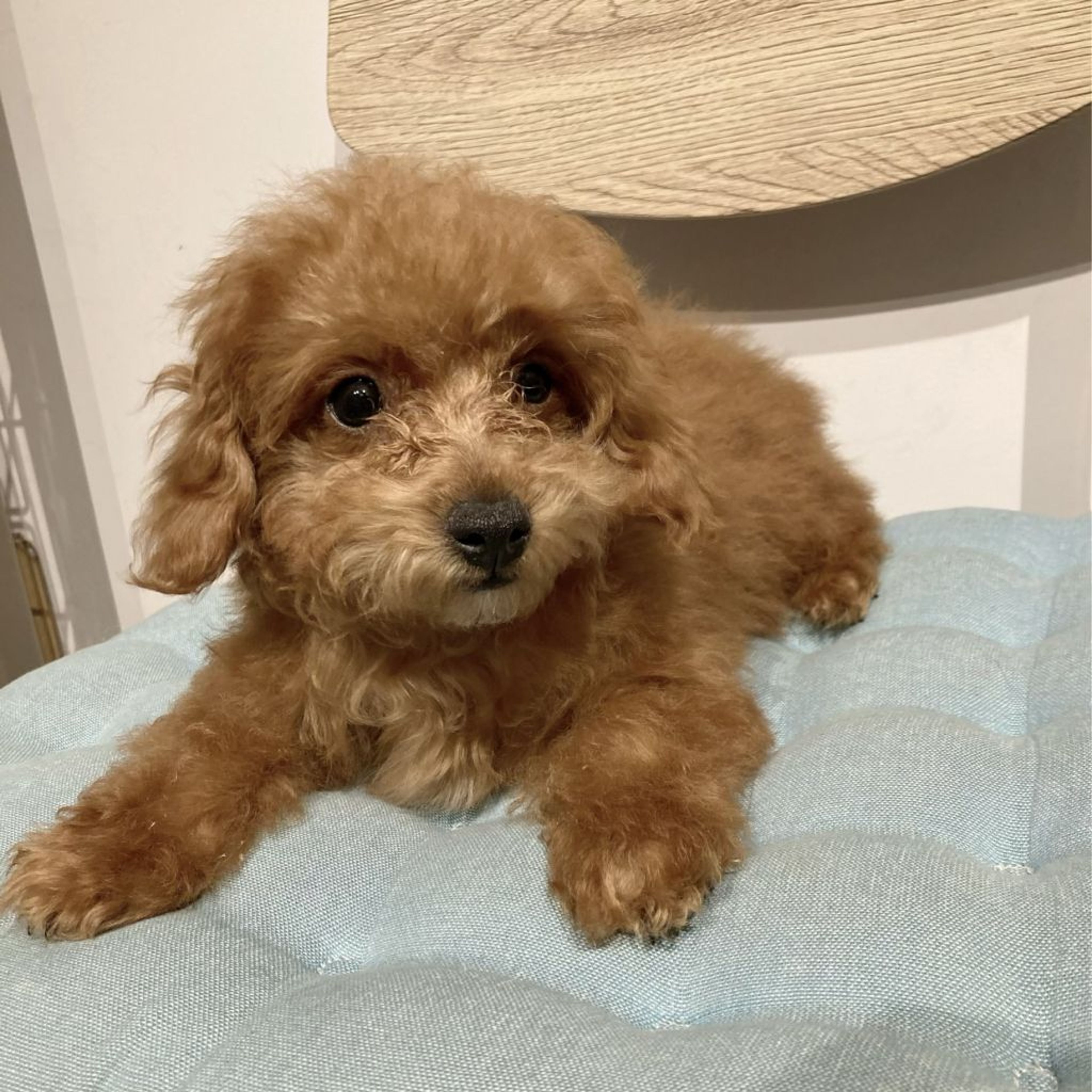 pet-image-2