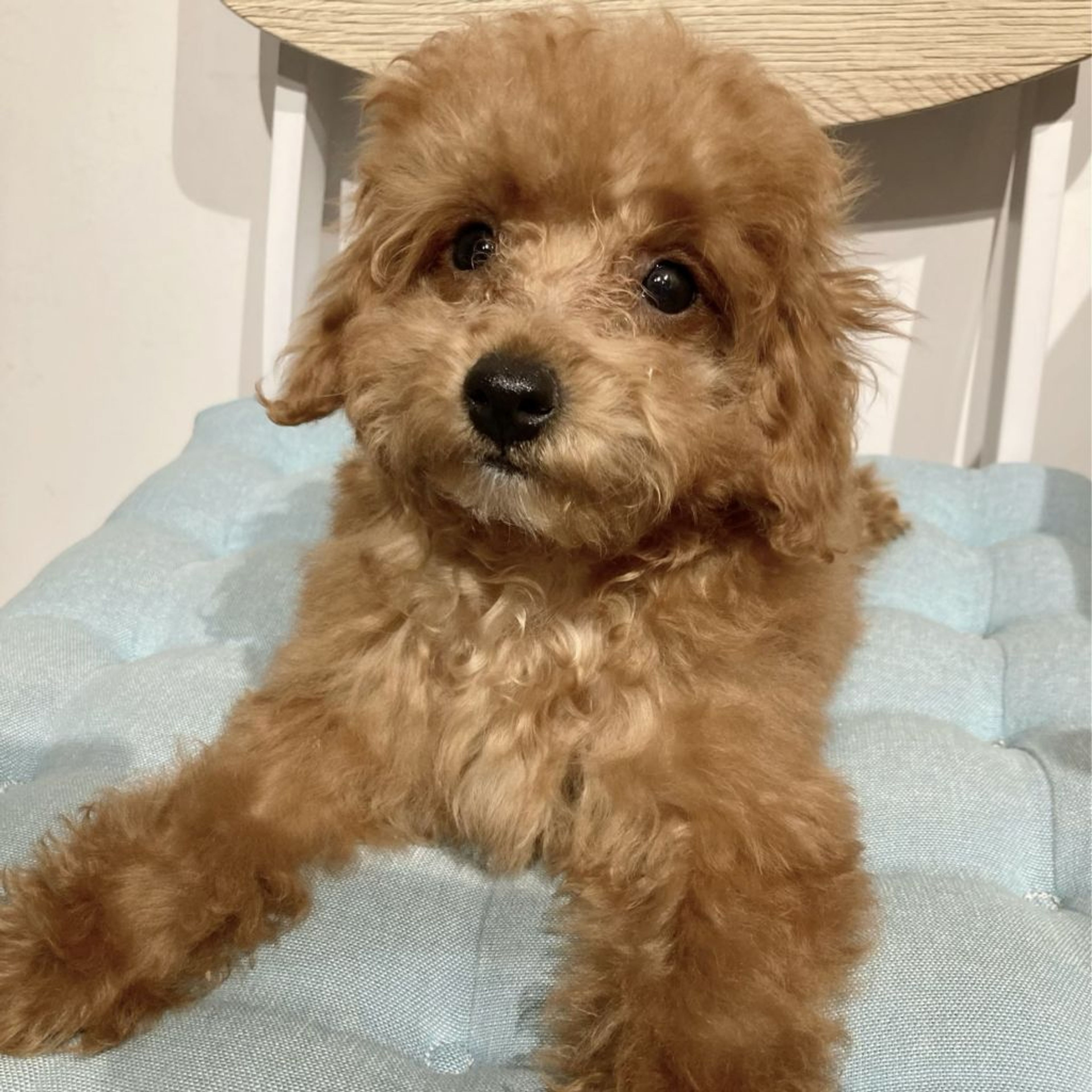 pet-image-3