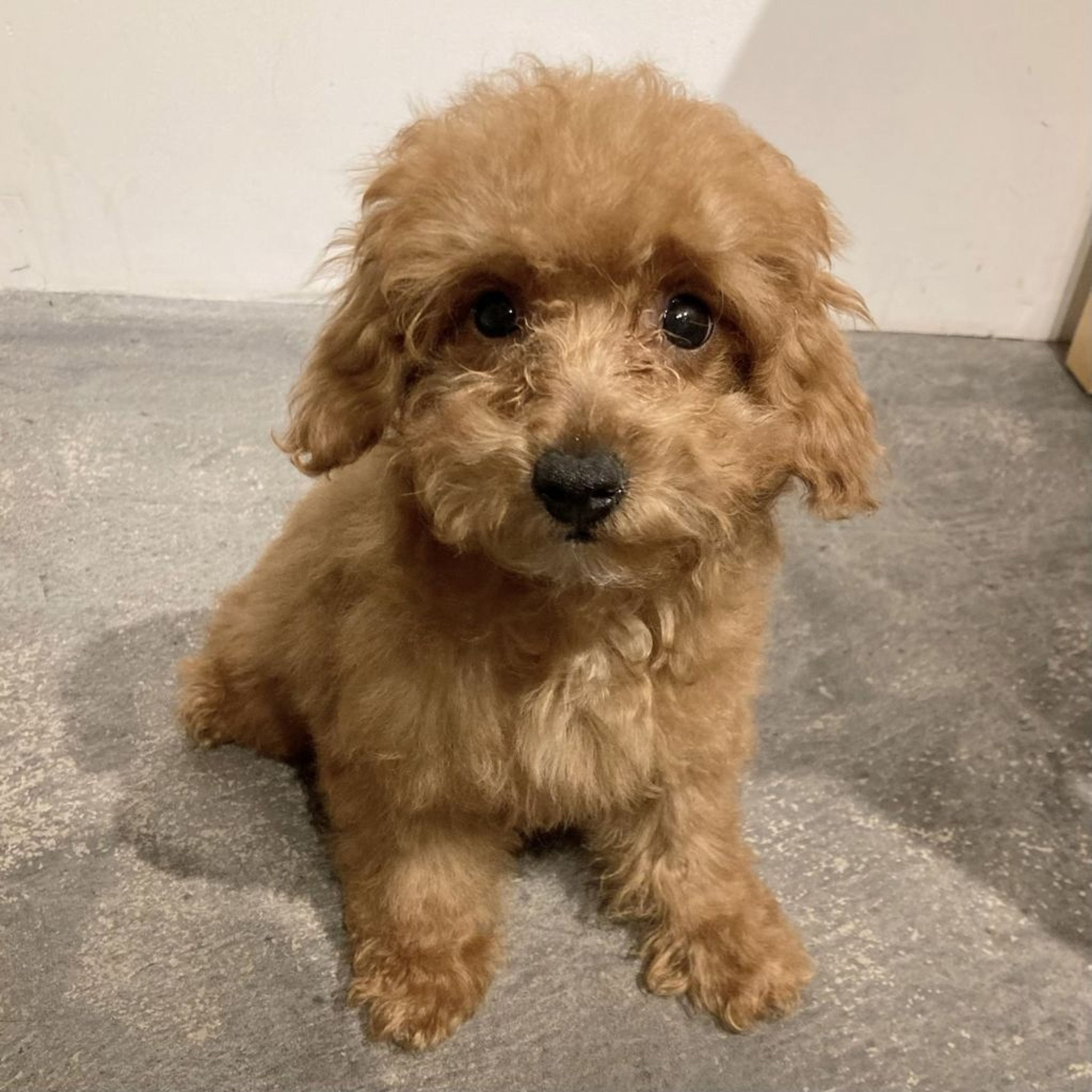 pet-image-4
