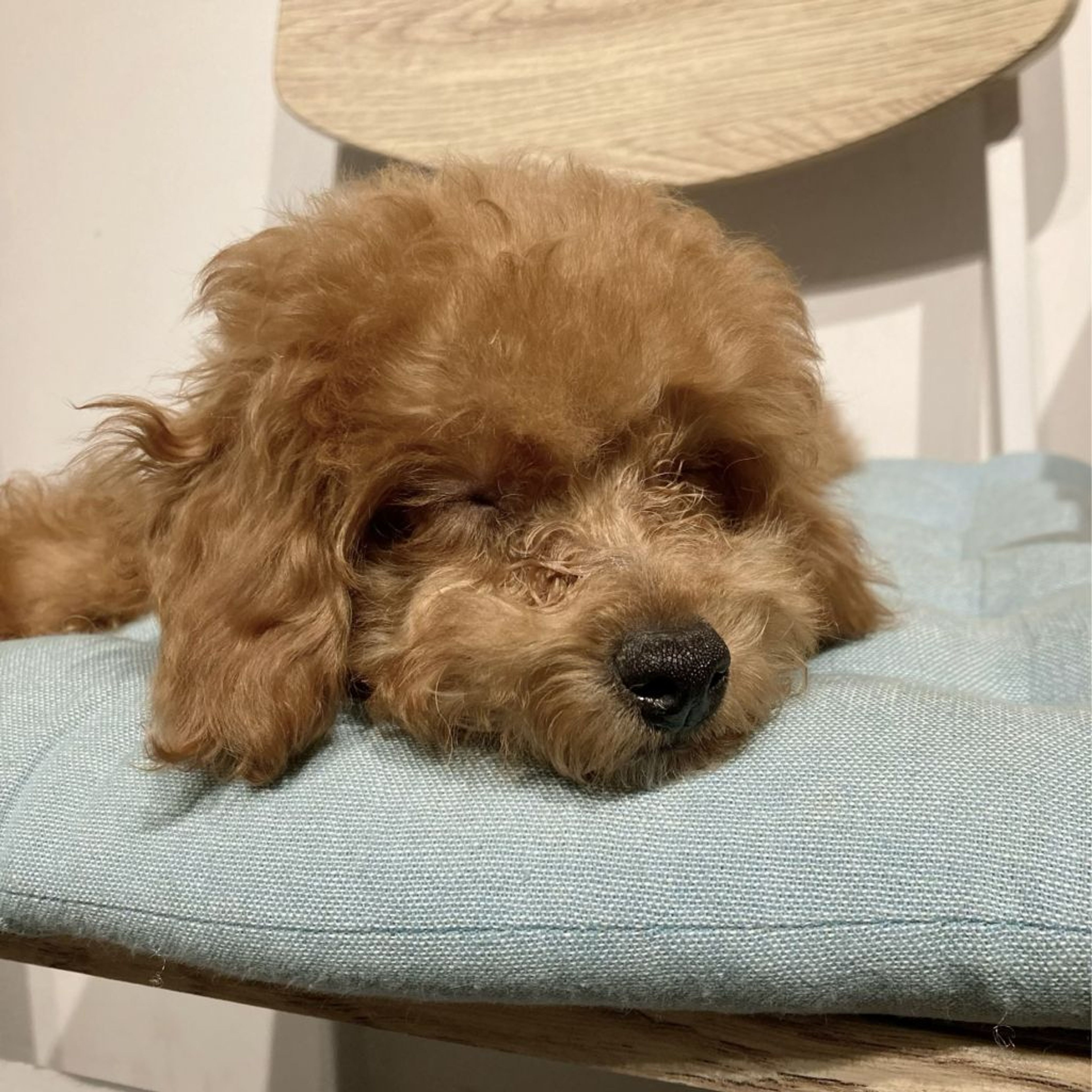 pet-image-6
