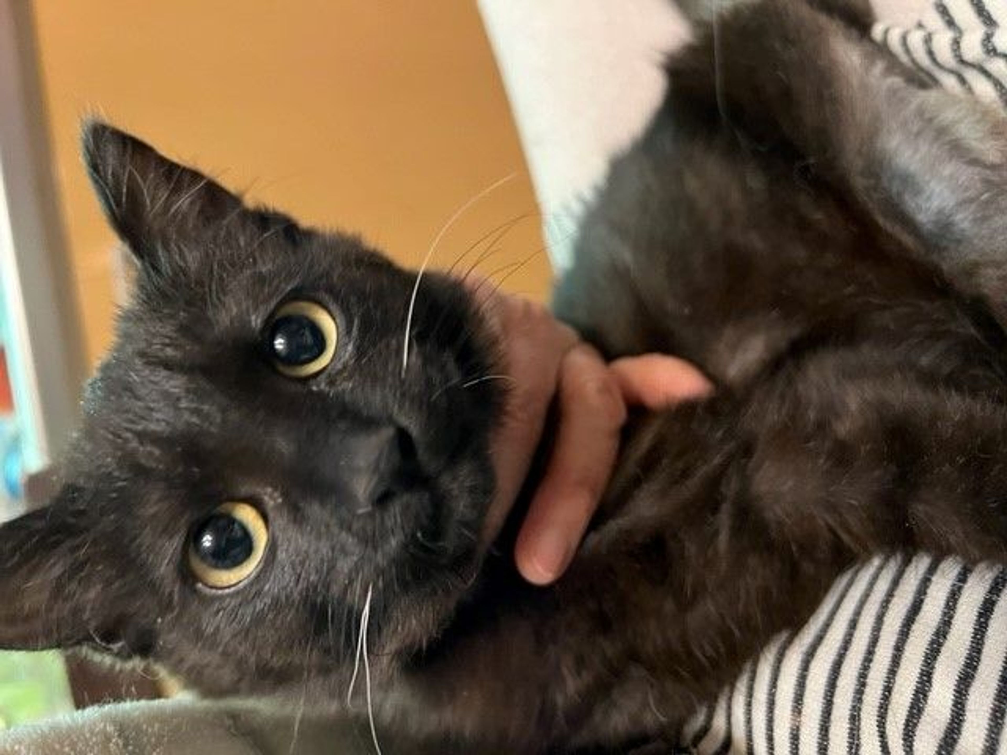 雑種（ミックス猫）・オスの里親募集の写真
